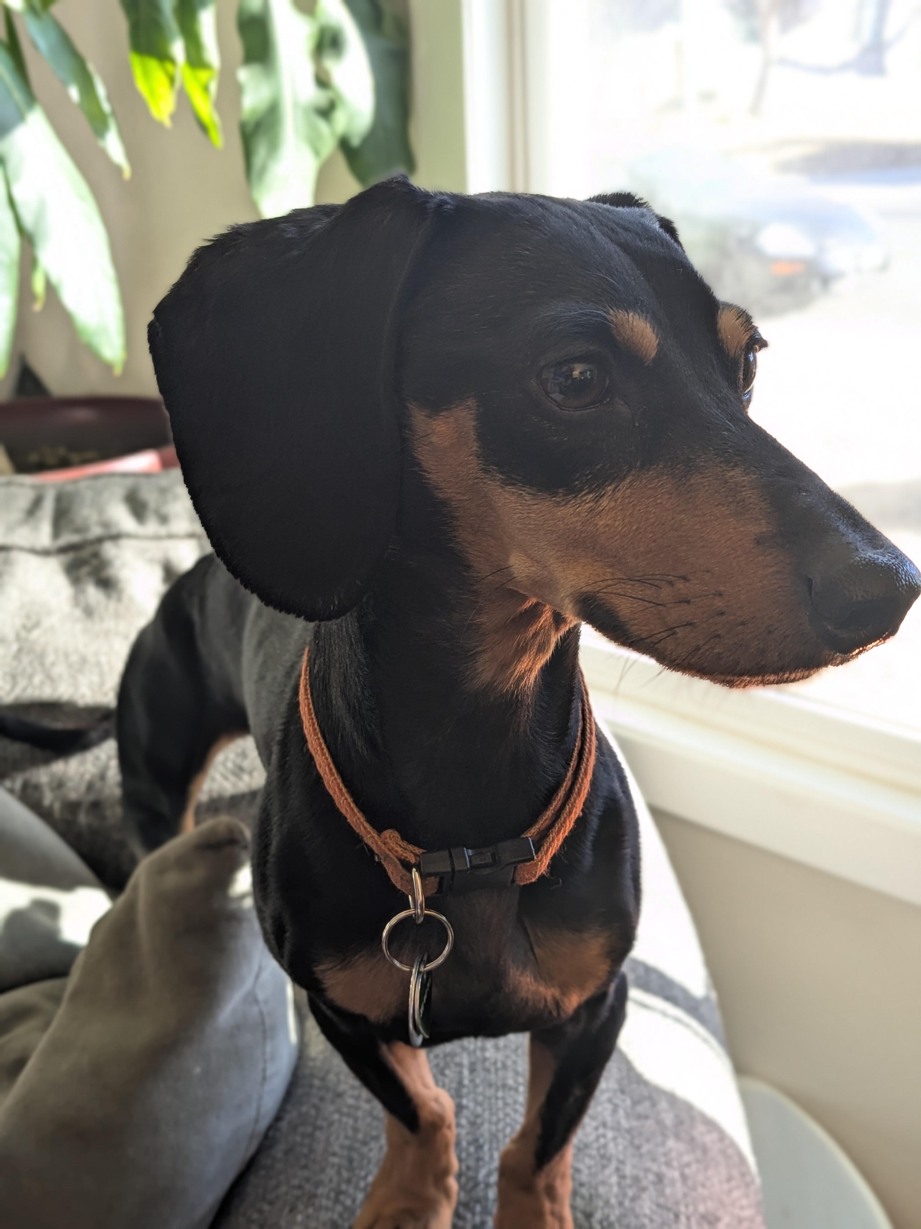 Enlarge Rocky, an adopted Dachshund in Denver, CO image 6/6