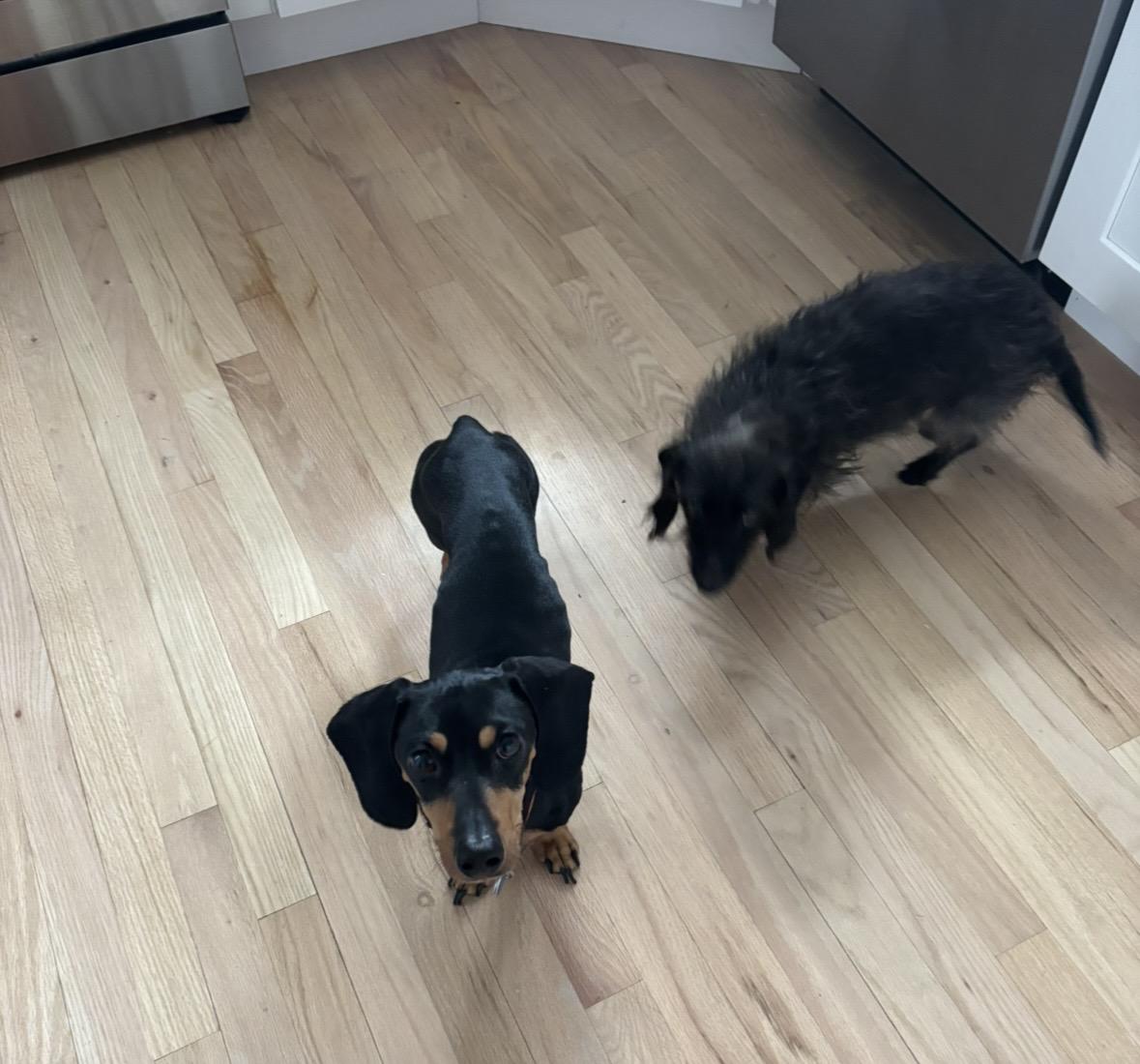 Enlarge Rocky, an adopted Dachshund in Denver, CO image 5/6