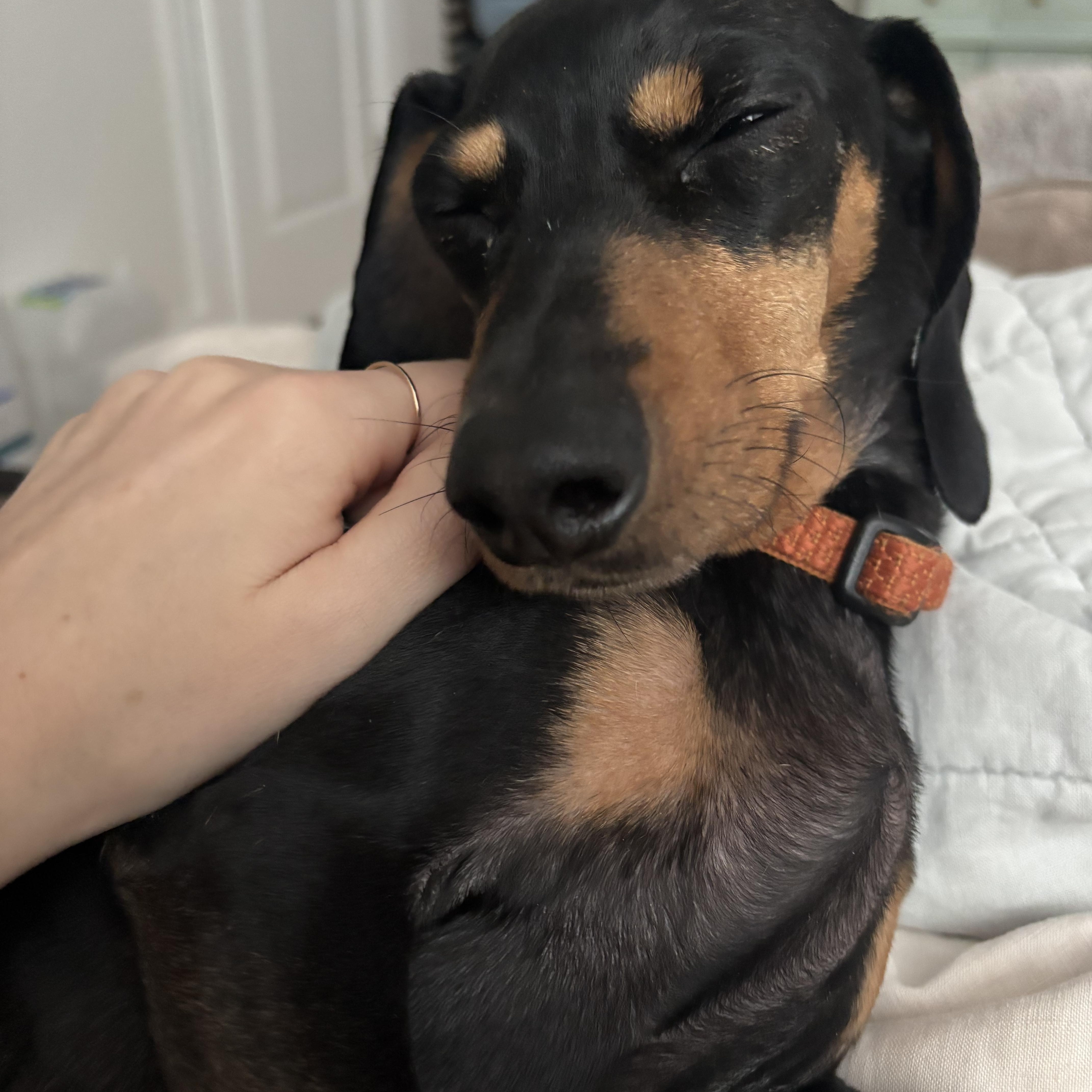 Enlarge Rocky, an adopted Dachshund in Denver, CO image 3/6