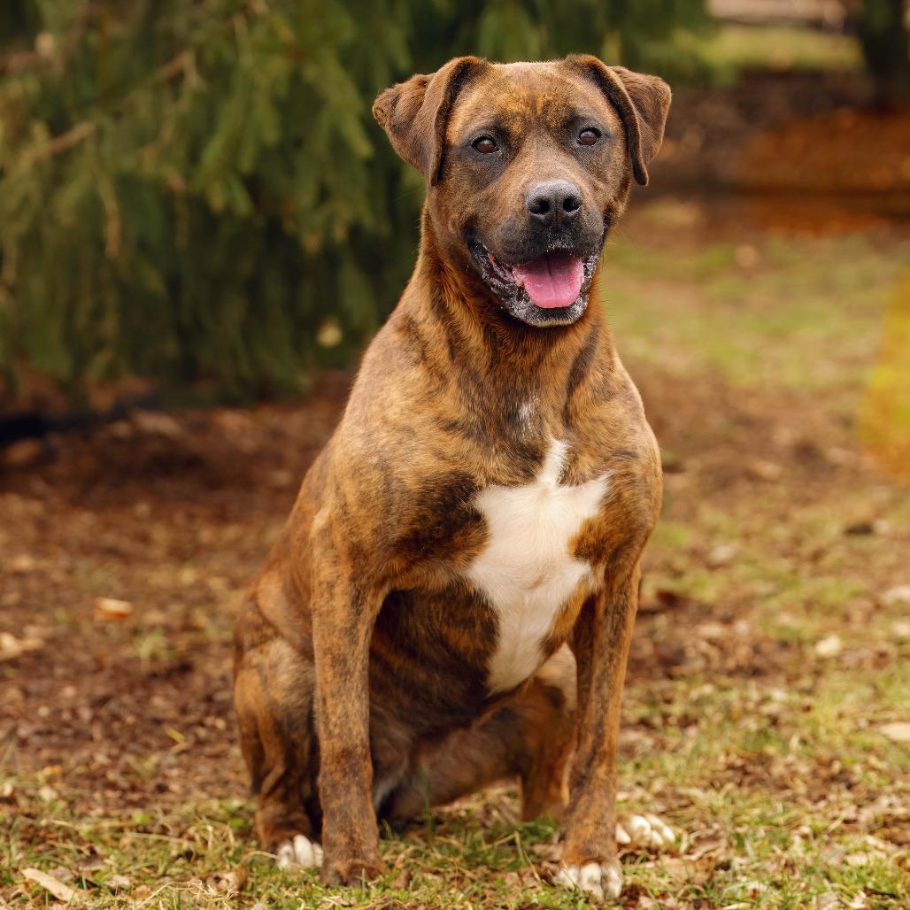 Rivka, a Adoptable mixed breed in Versailles, KY image 1/3