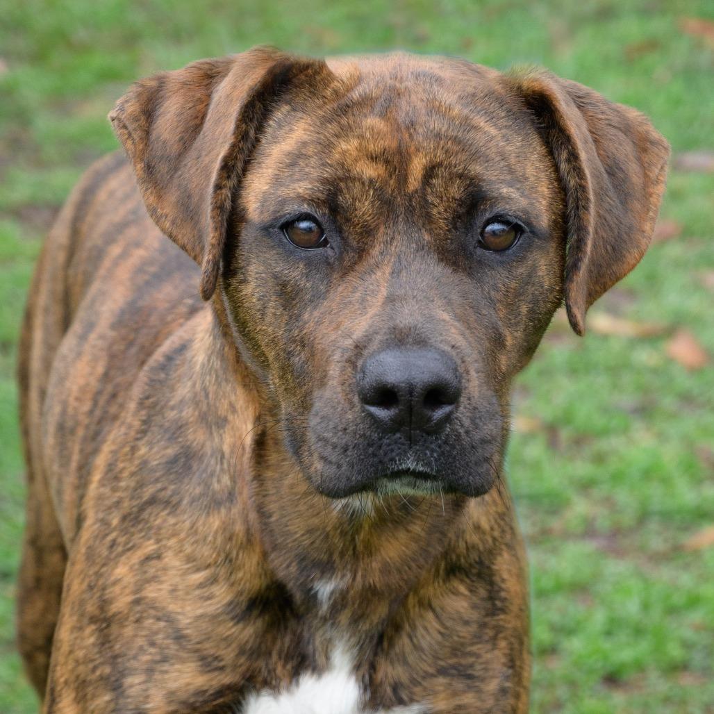 Rivka, a Adoptable mixed breed in Versailles, KY image 2/3