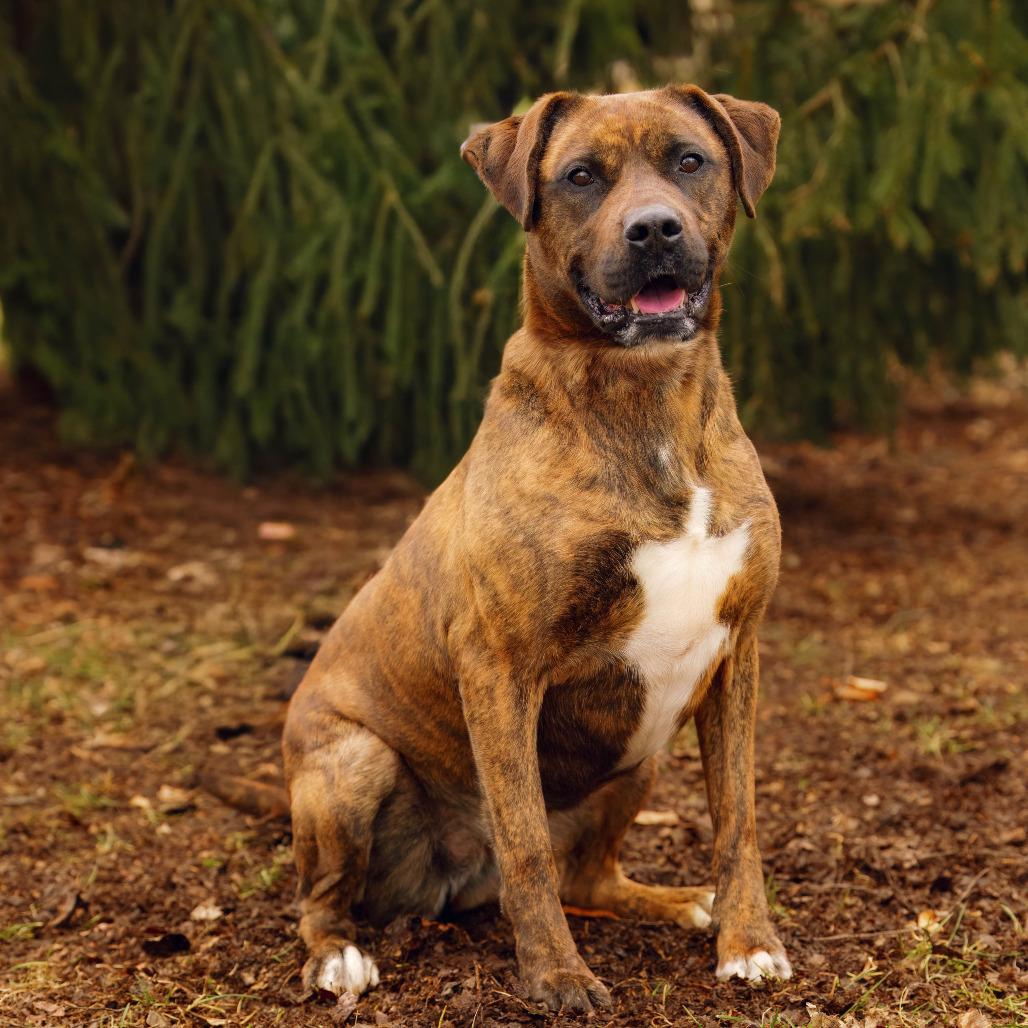 Rivka, a Adoptable mixed breed in Versailles, KY image 3/3
