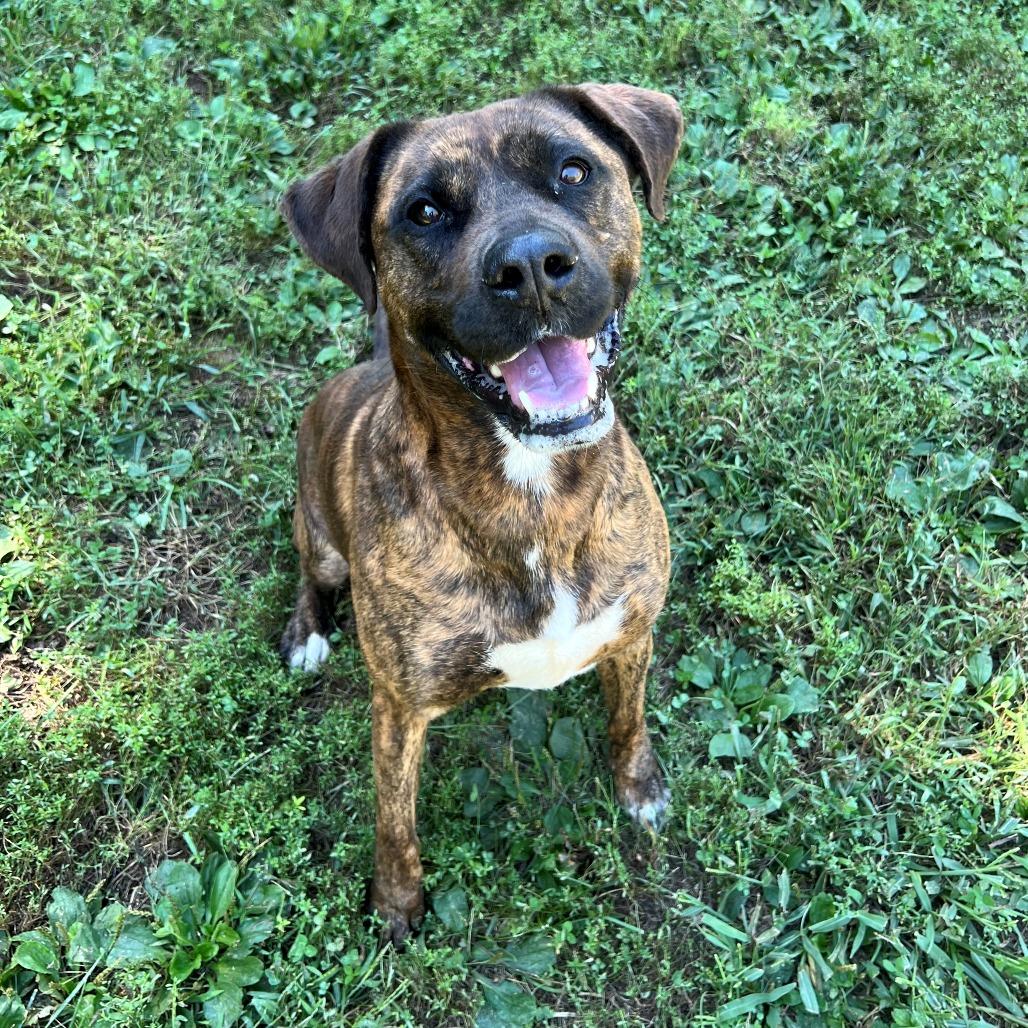 Enlarge Rivka, a Adoptable mixed breed in Versailles, KY image 4/4