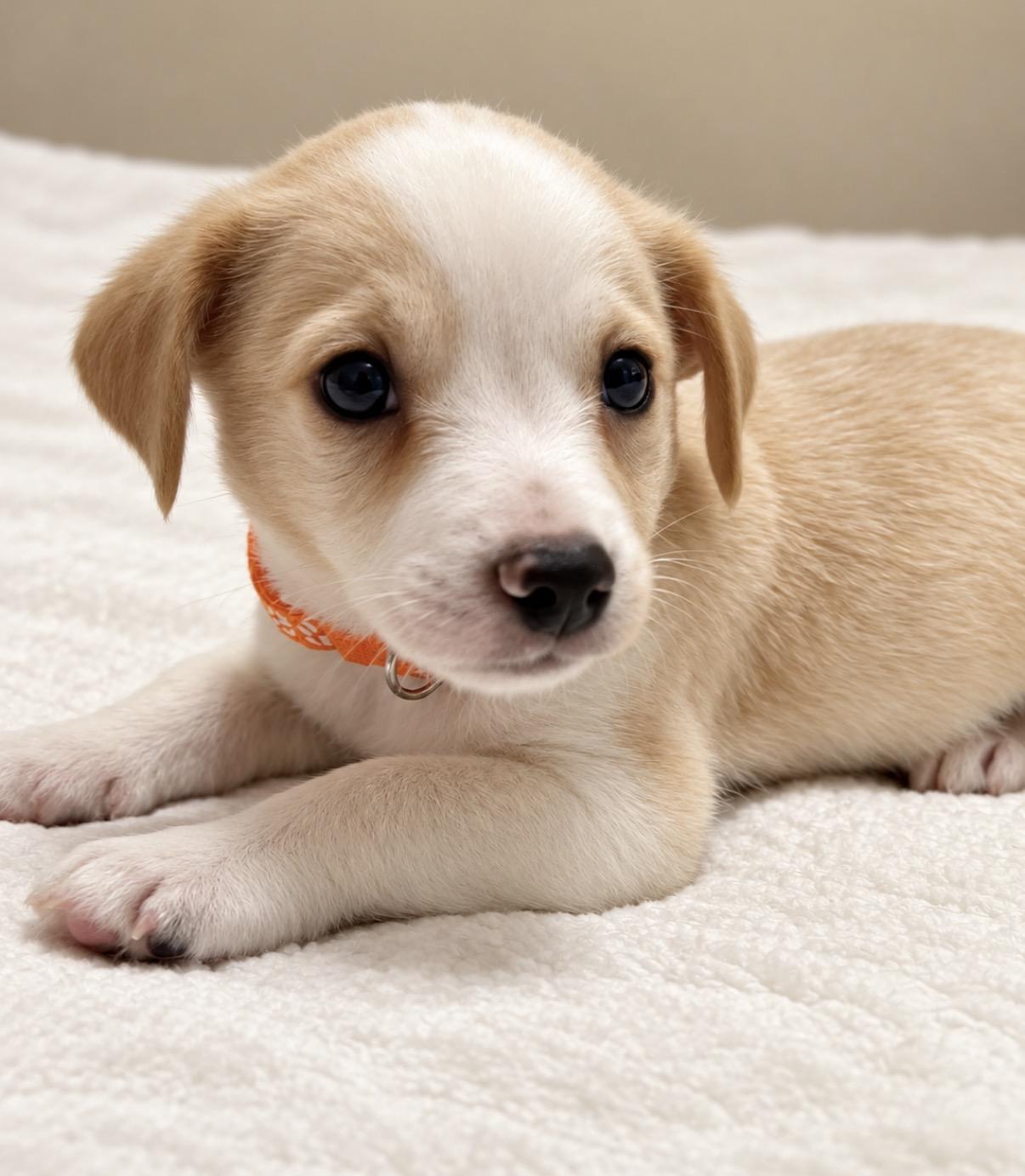 Johnnie, Adopted, Puppy Male Terrier.
