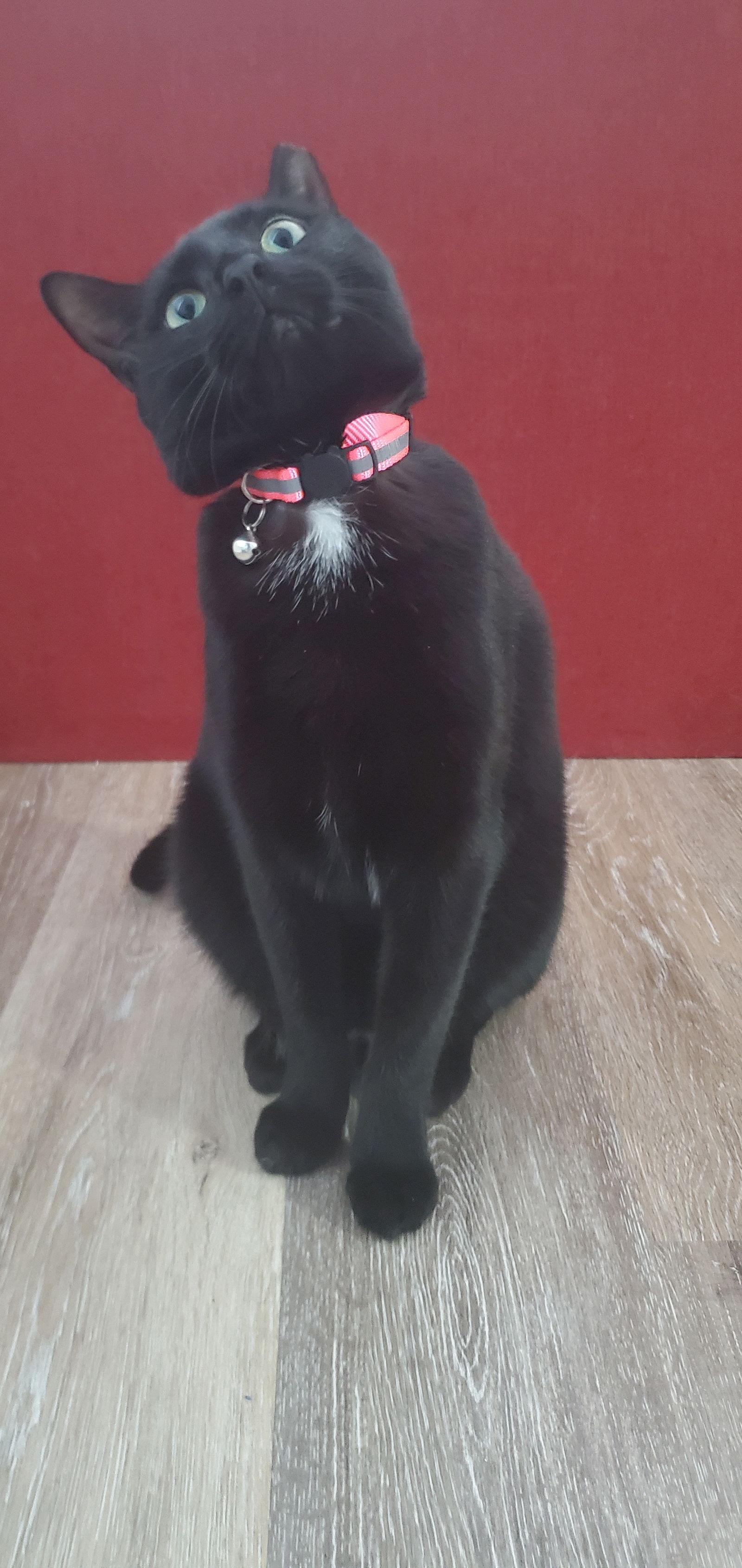 Enlarge Yoruichi, a Adoptable Domestic Short Hair in Fort Thomas, KY image 1/3