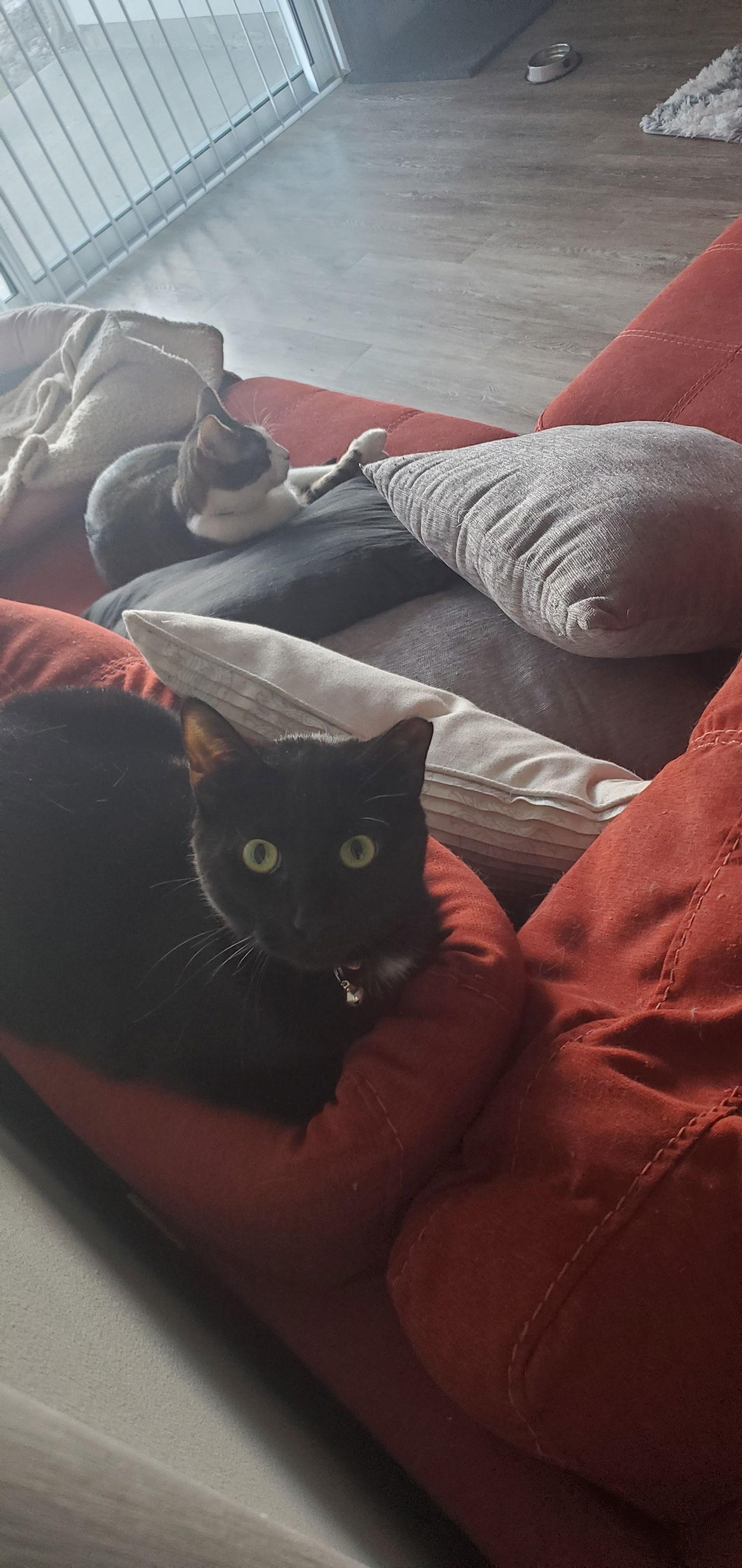 Enlarge Yoruichi, a Adoptable Domestic Short Hair in Fort Thomas, KY image 2/3