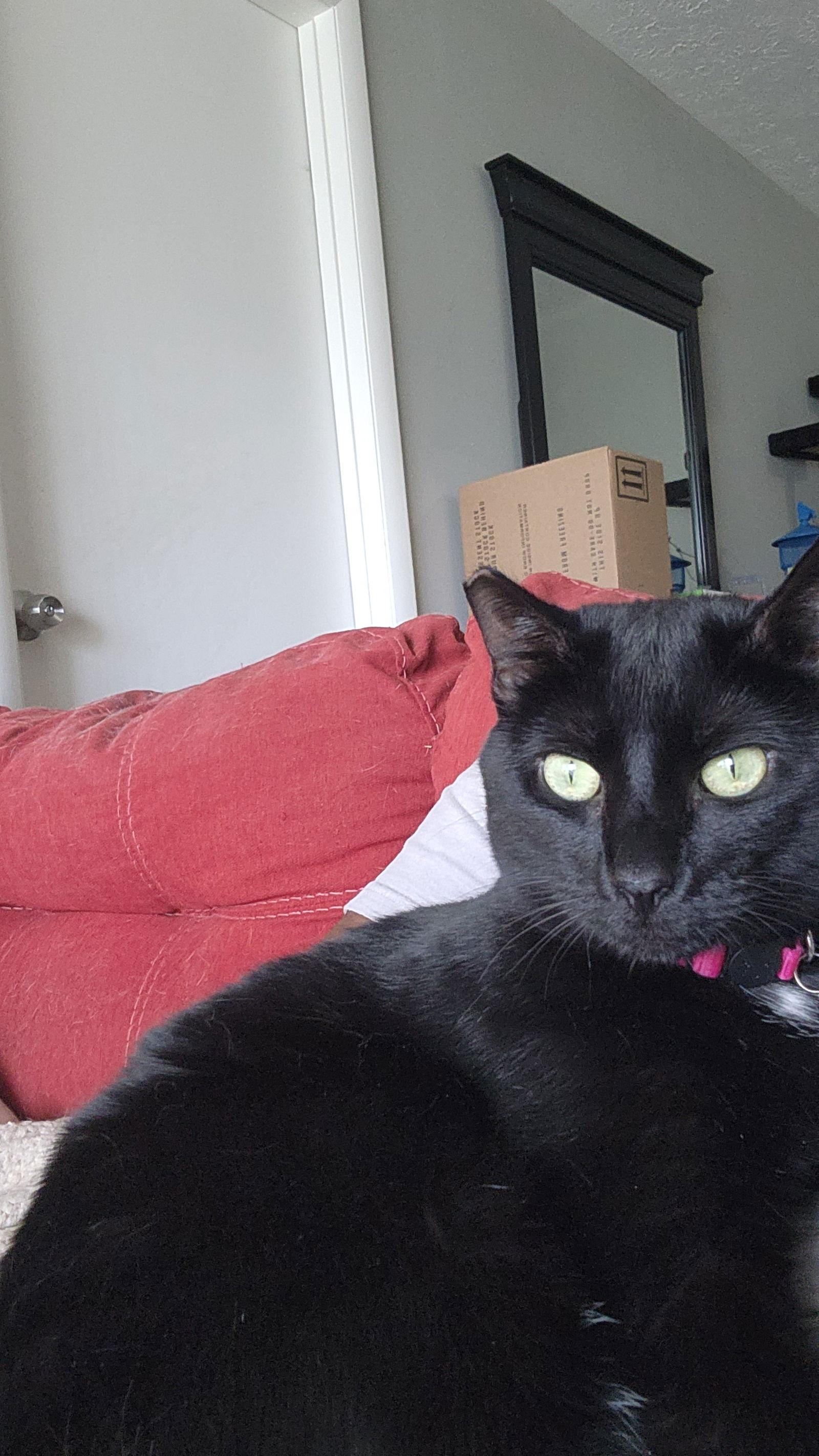 Enlarge Yoruichi, a Adoptable Domestic Short Hair in Fort Thomas, KY image 3/3