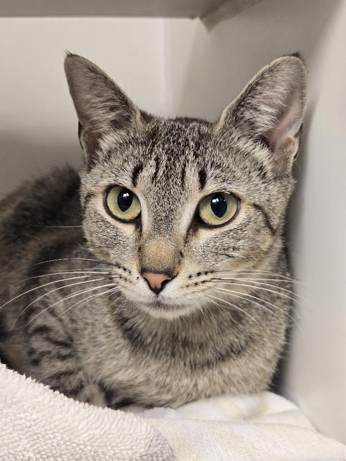 Marina, a ADOPTABLE mixed breed in Bellingham, WA image 1/2