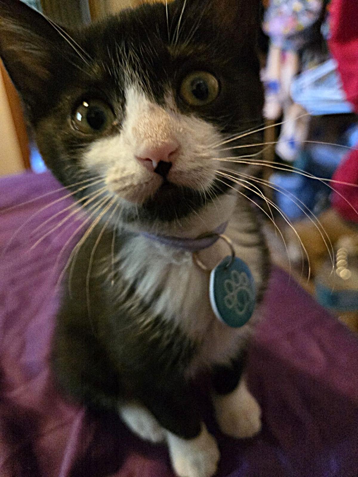 Chloe, adopted, Kitten Female Tuxedo.