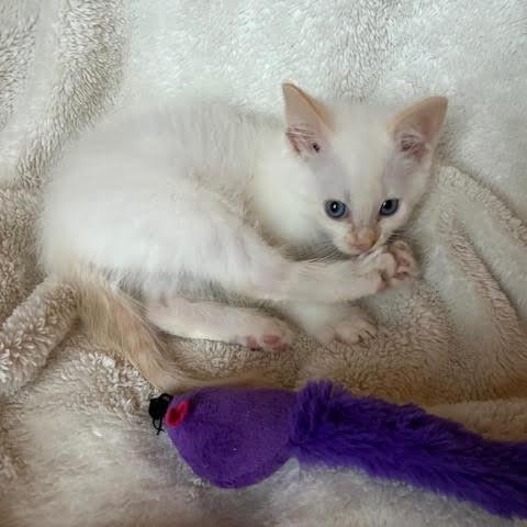 Dill Pickle thumbnail 2