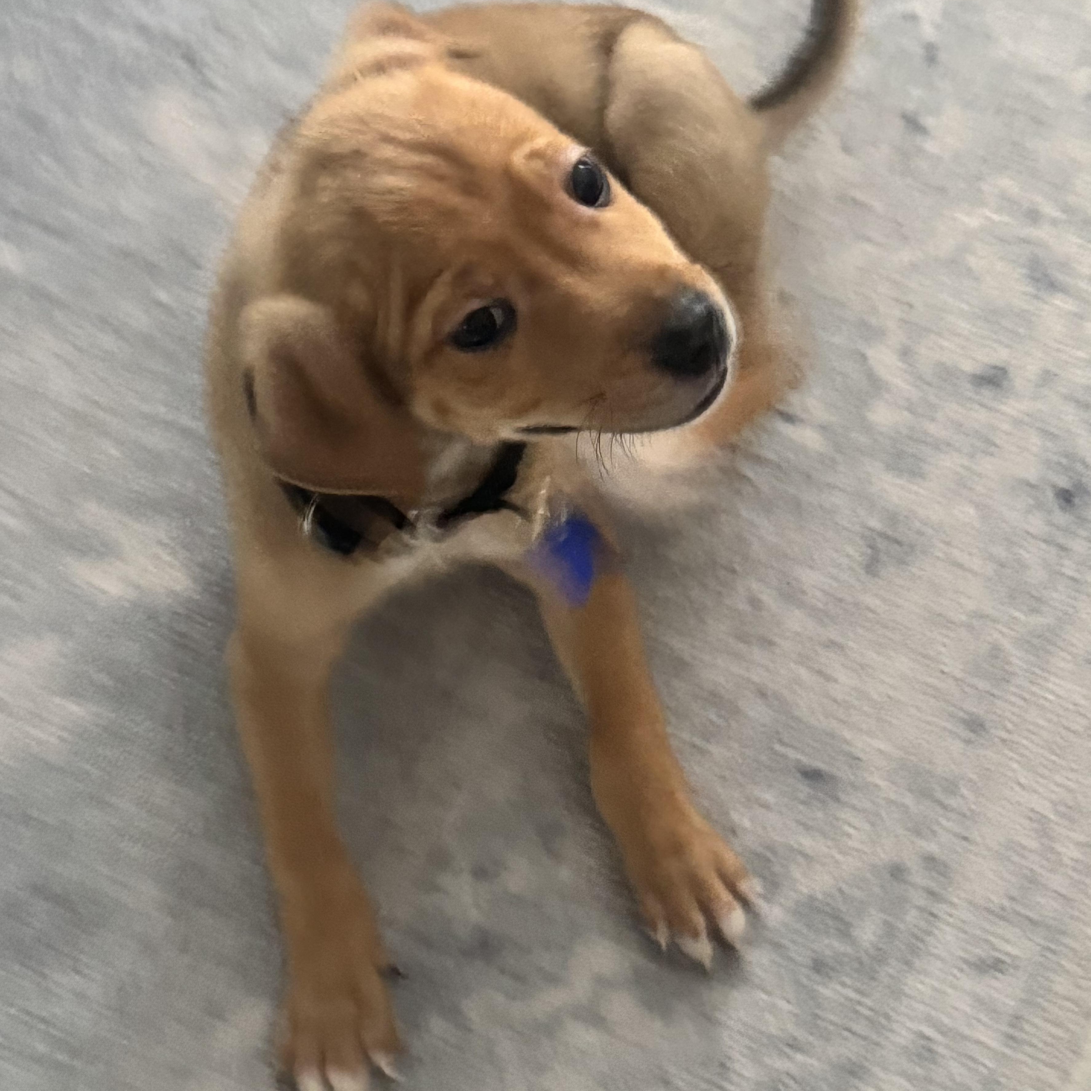 Enlarge Doughnut, a ADOPTABLE Mixed Breed in Columbia, MD image 3/4