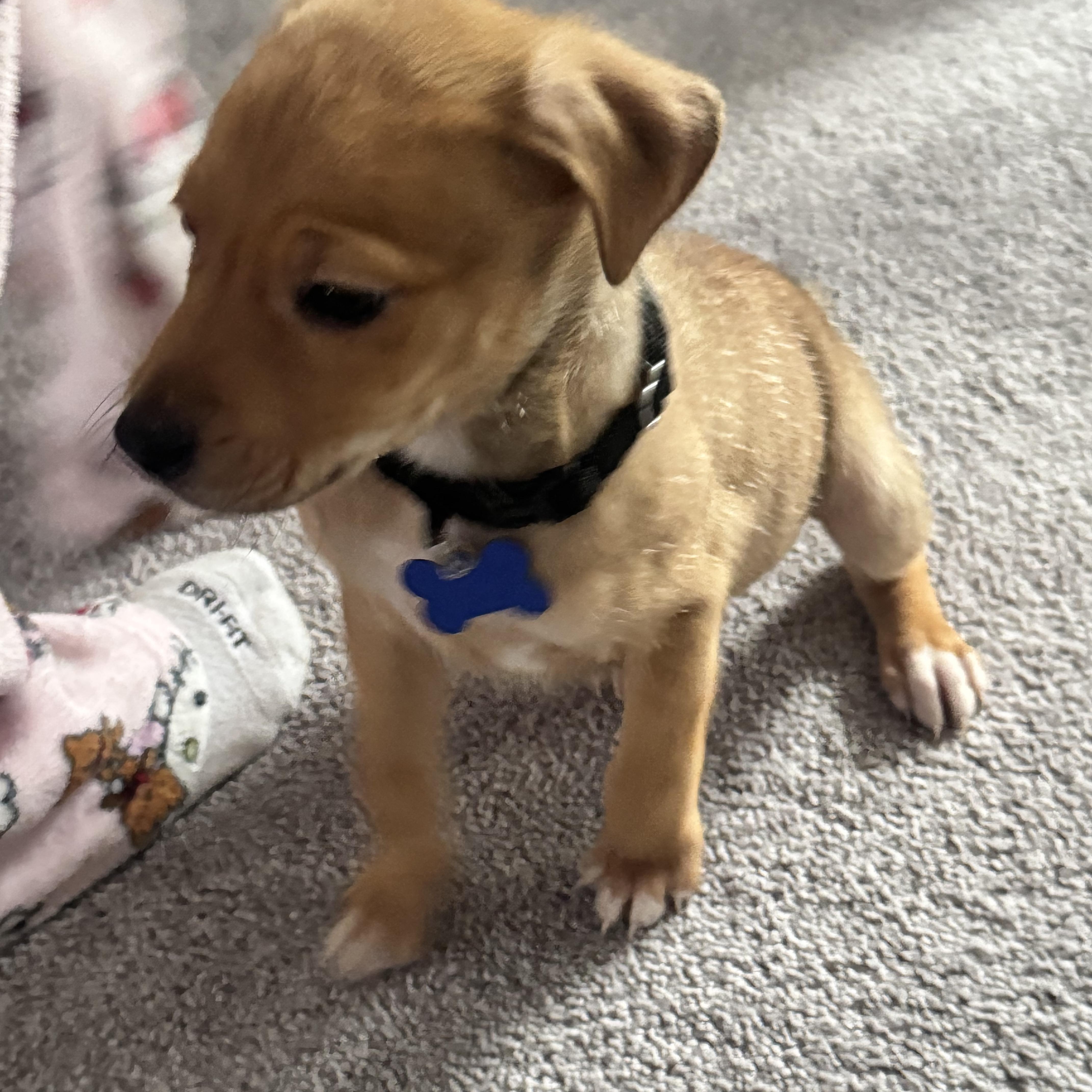 Enlarge Doughnut, a ADOPTABLE Mixed Breed in Columbia, MD image 2/4
