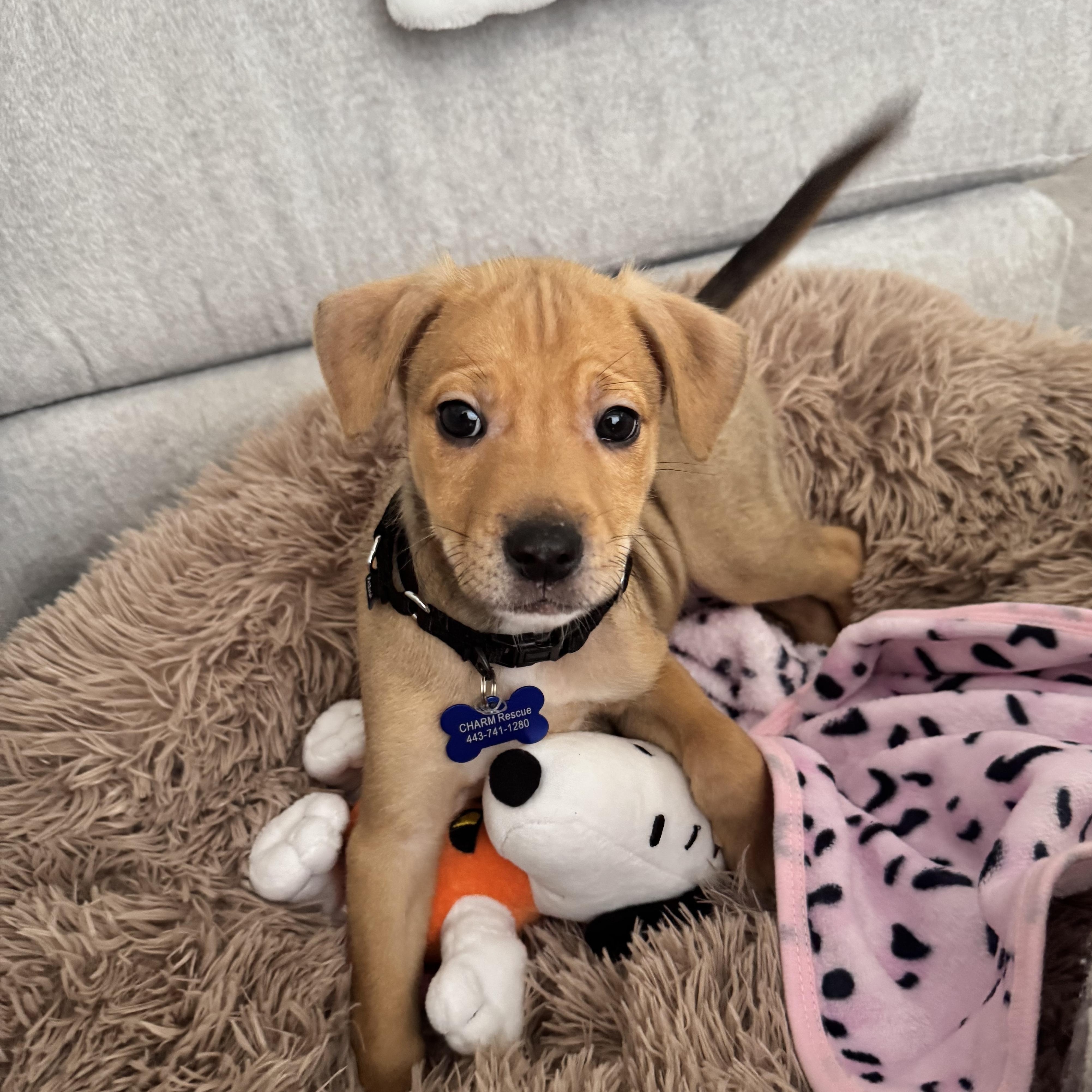 Doughnut, ADOPTABLE, Puppy Male Mixed Breed.