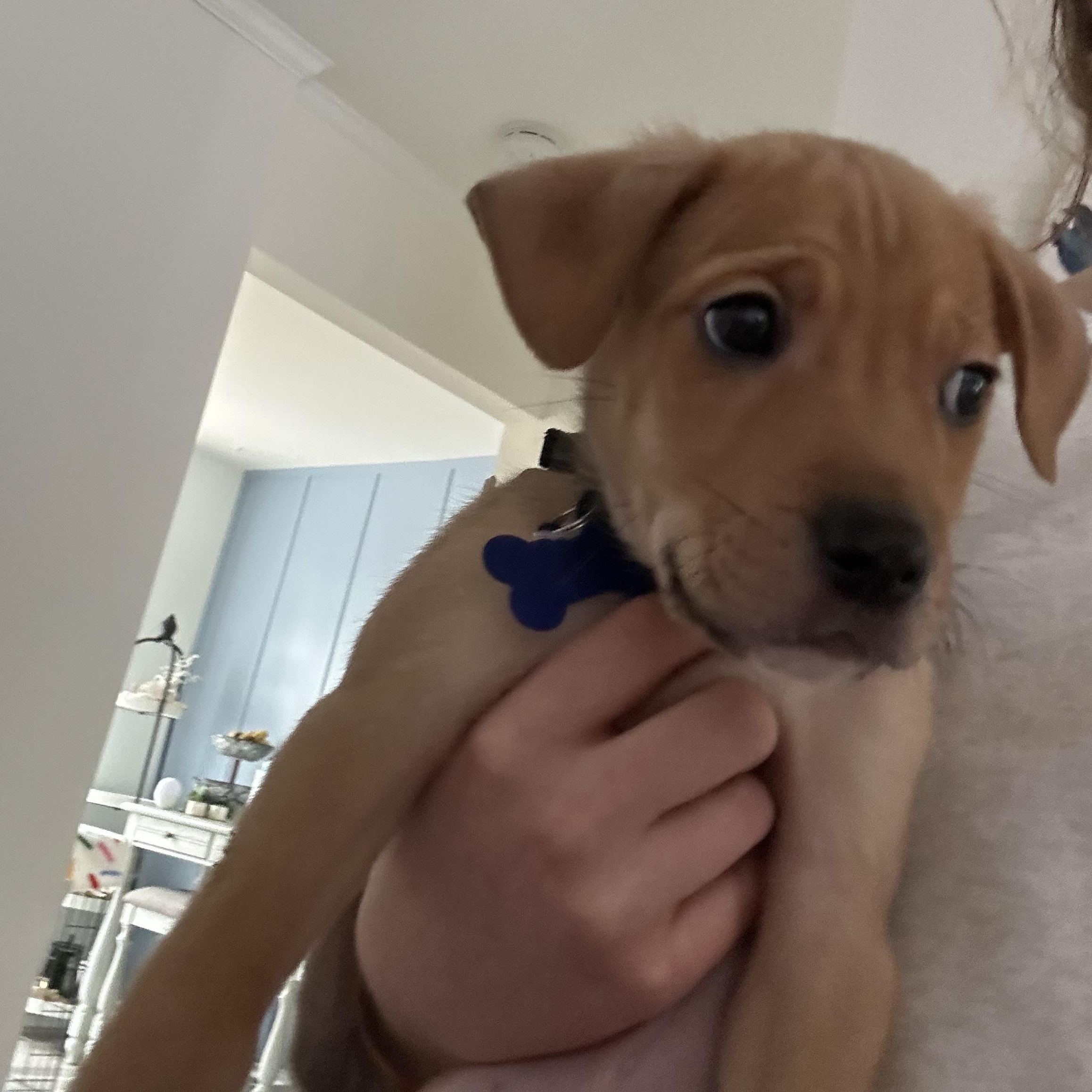 Enlarge Doughnut, a ADOPTABLE Mixed Breed in Columbia, MD image 4/4