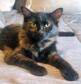 Quintessa (in foster), Adoptable, Adult Female Domestic Short Hair & Domestic Short Hair.