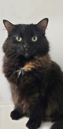 Enlarge Quintessa (in foster), a Adoptable mixed breed in Fishers, IN image 2/3