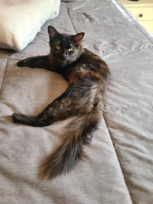 Enlarge Quintessa (in foster), a Adoptable mixed breed in Fishers, IN image 3/3