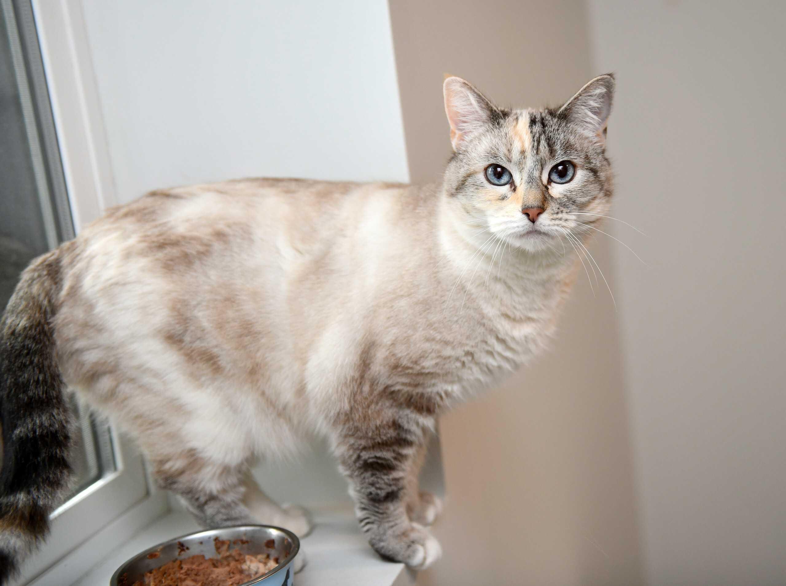 Asha, an adopted Domestic Short Hair in Seattle, WA image 2/5