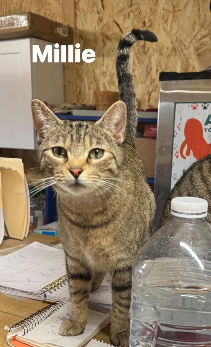 Enlarge Millie, a ADOPTABLE Tabby in Ludington, MI image 1/1