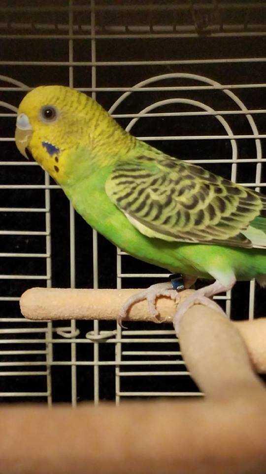 Prince Georgie, Adopted, Baby Male Parakeet (Other).