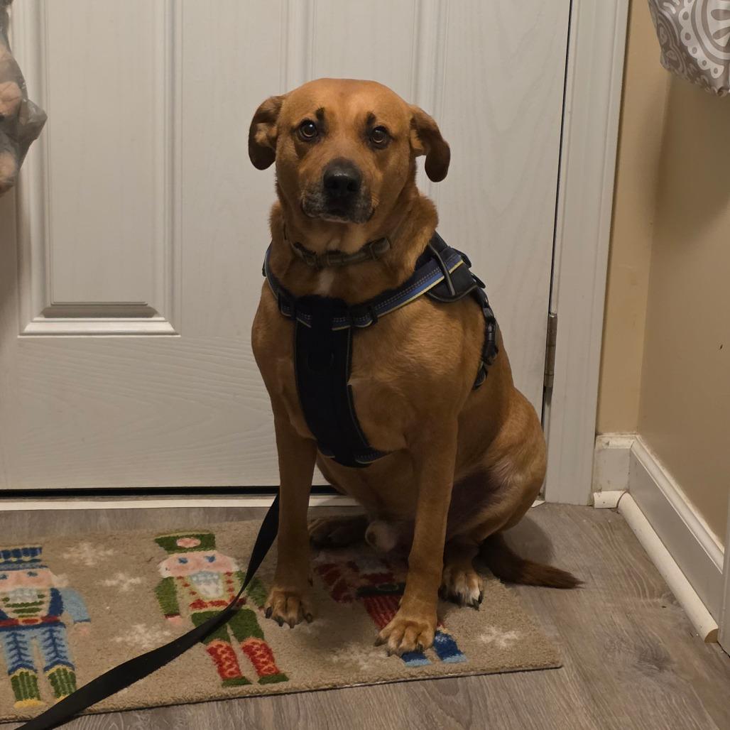 Leander/andy, Adoptable, Adult Male Labrador Retriever & Mixed Breed.