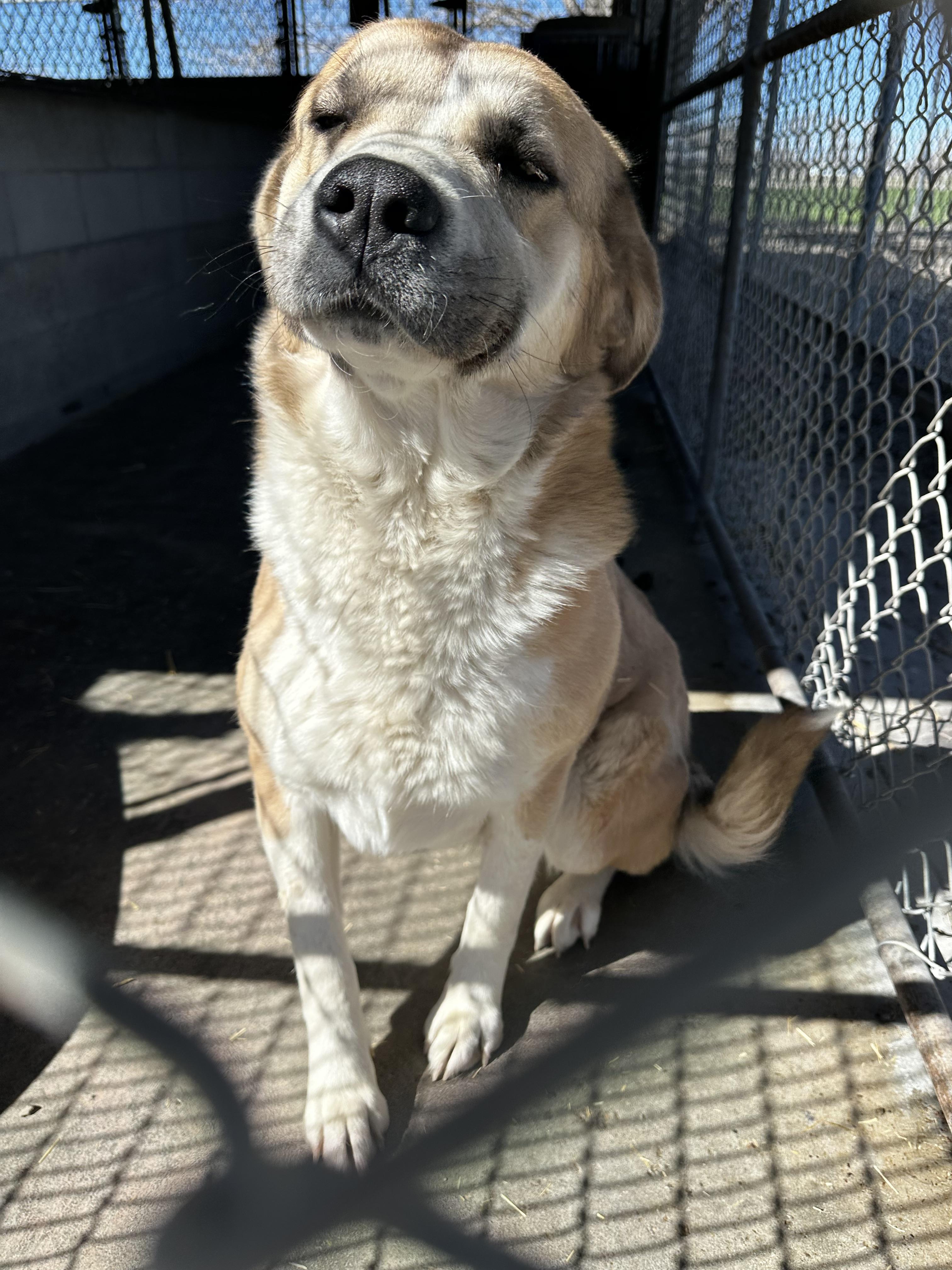 Mona, Adopted, Adult Female Shepherd & Saint Bernard.