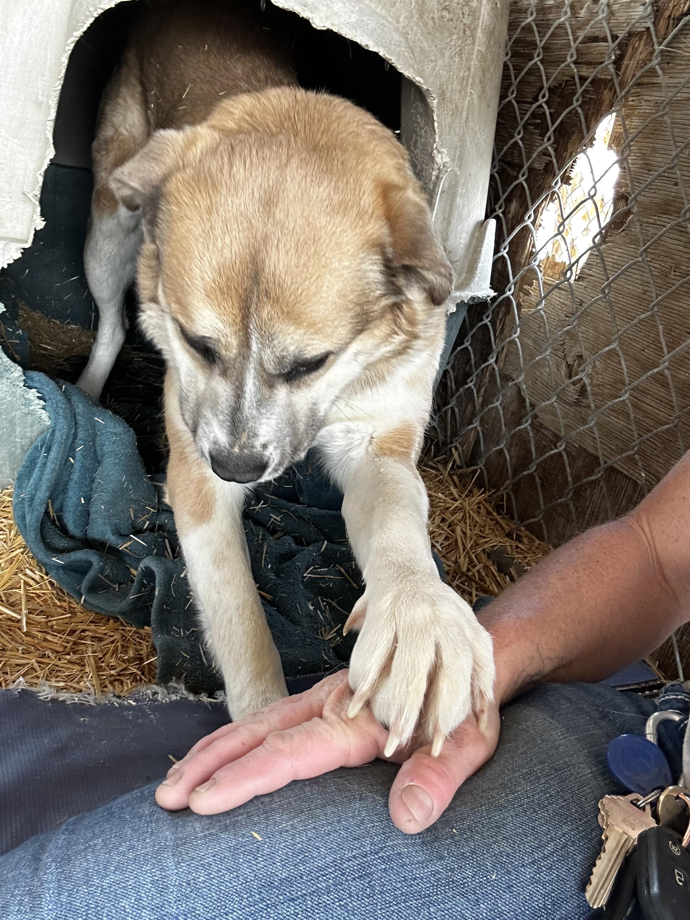 Enlarge Mona, a Adopted mixed breed in Lovelock, NV image 2/6