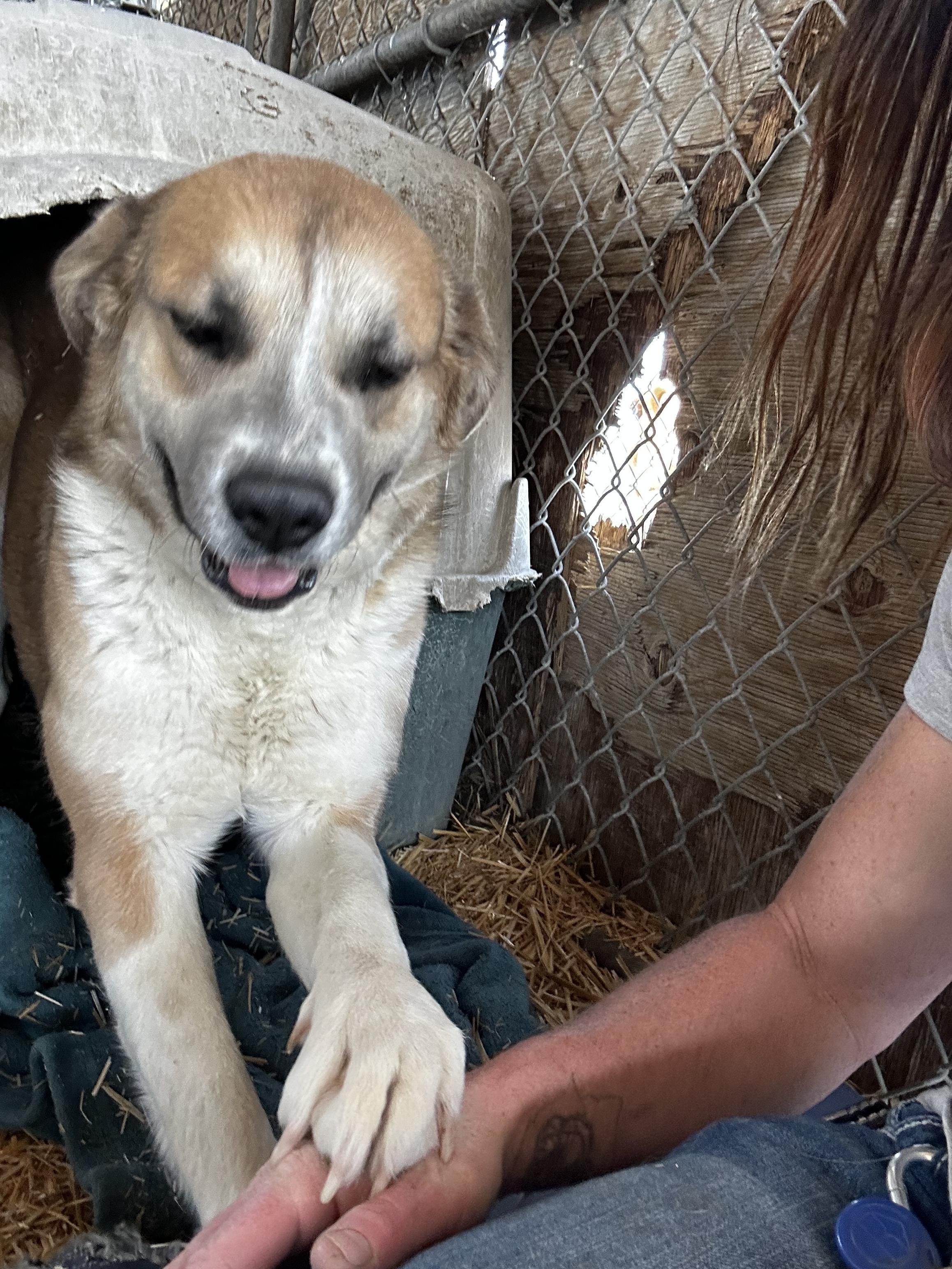Enlarge Mona, a Adopted mixed breed in Lovelock, NV image 3/6