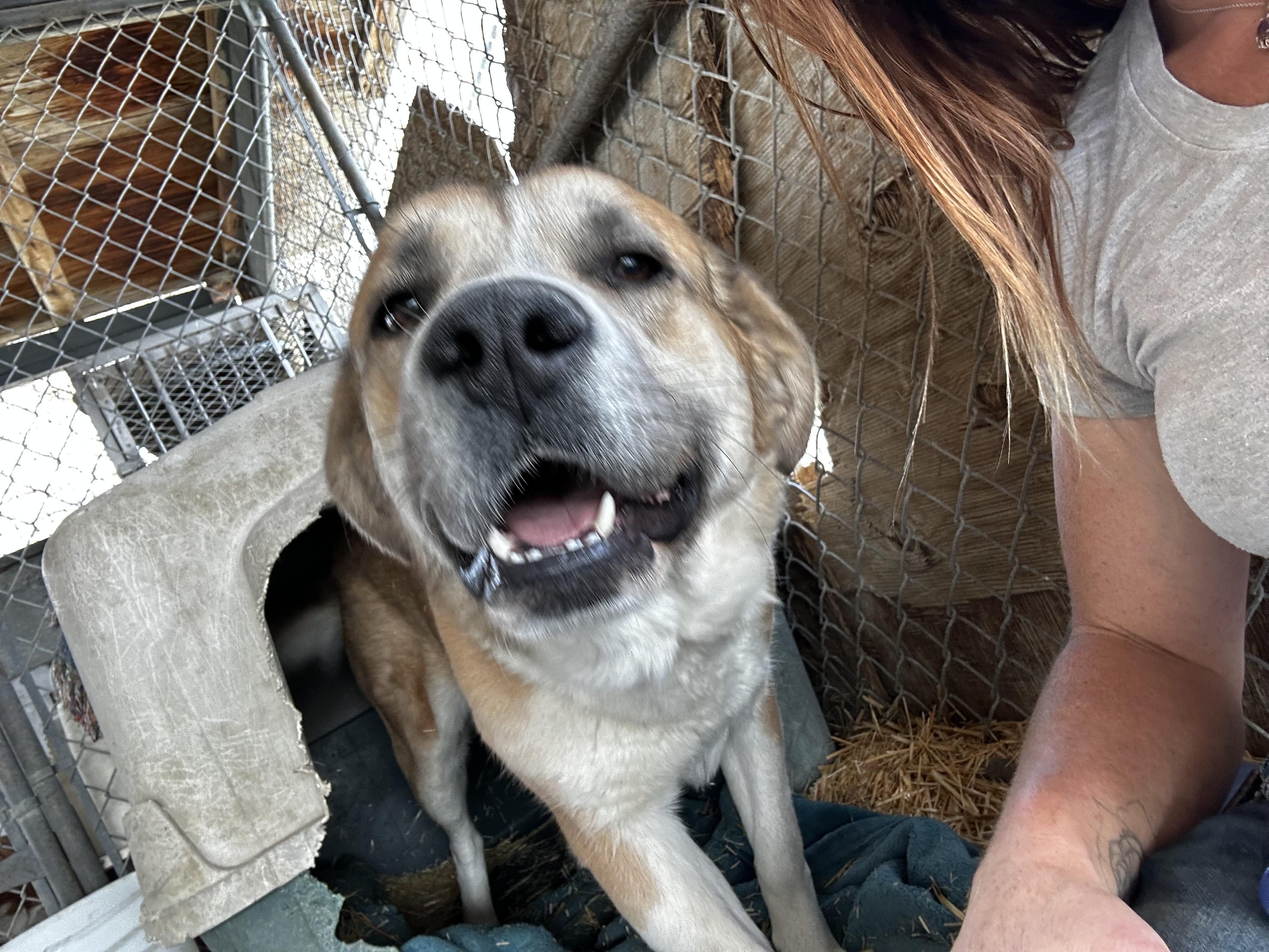 Mona, a Adopted mixed breed in Lovelock, NV image 4/6