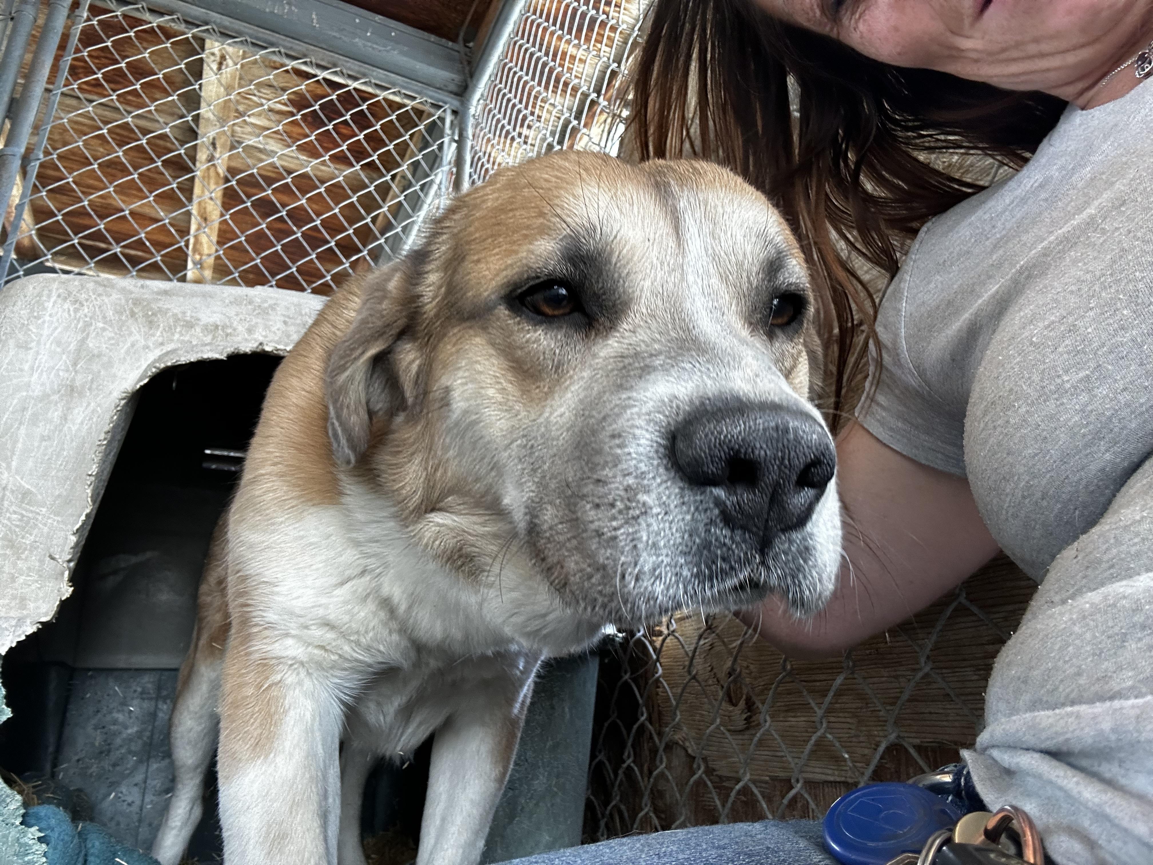 Mona, a Adopted mixed breed in Lovelock, NV image 5/6