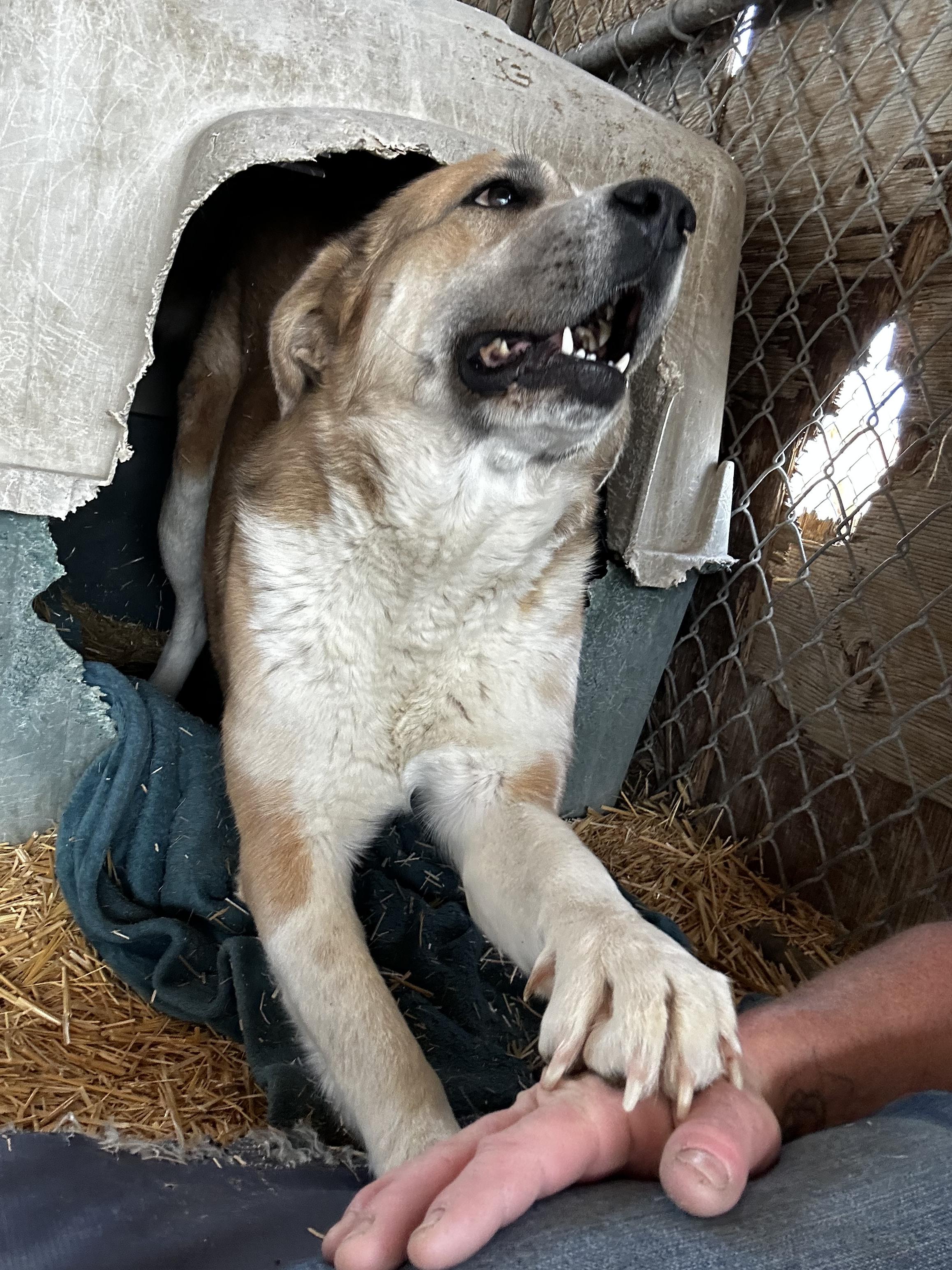 Enlarge Mona, a Adopted mixed breed in Lovelock, NV image 6/6