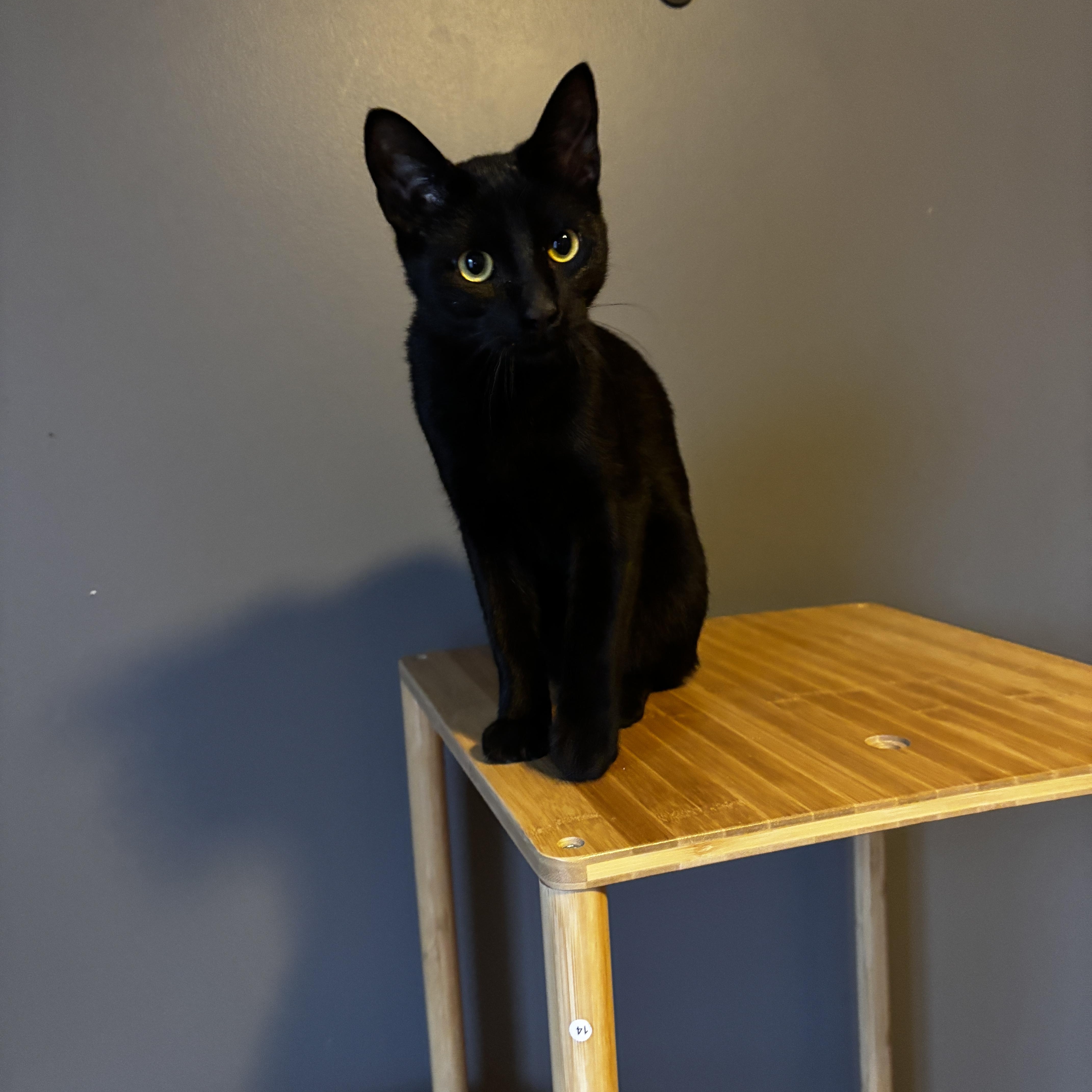 VADER, Adoptable, Kitten Male Domestic Short Hair.