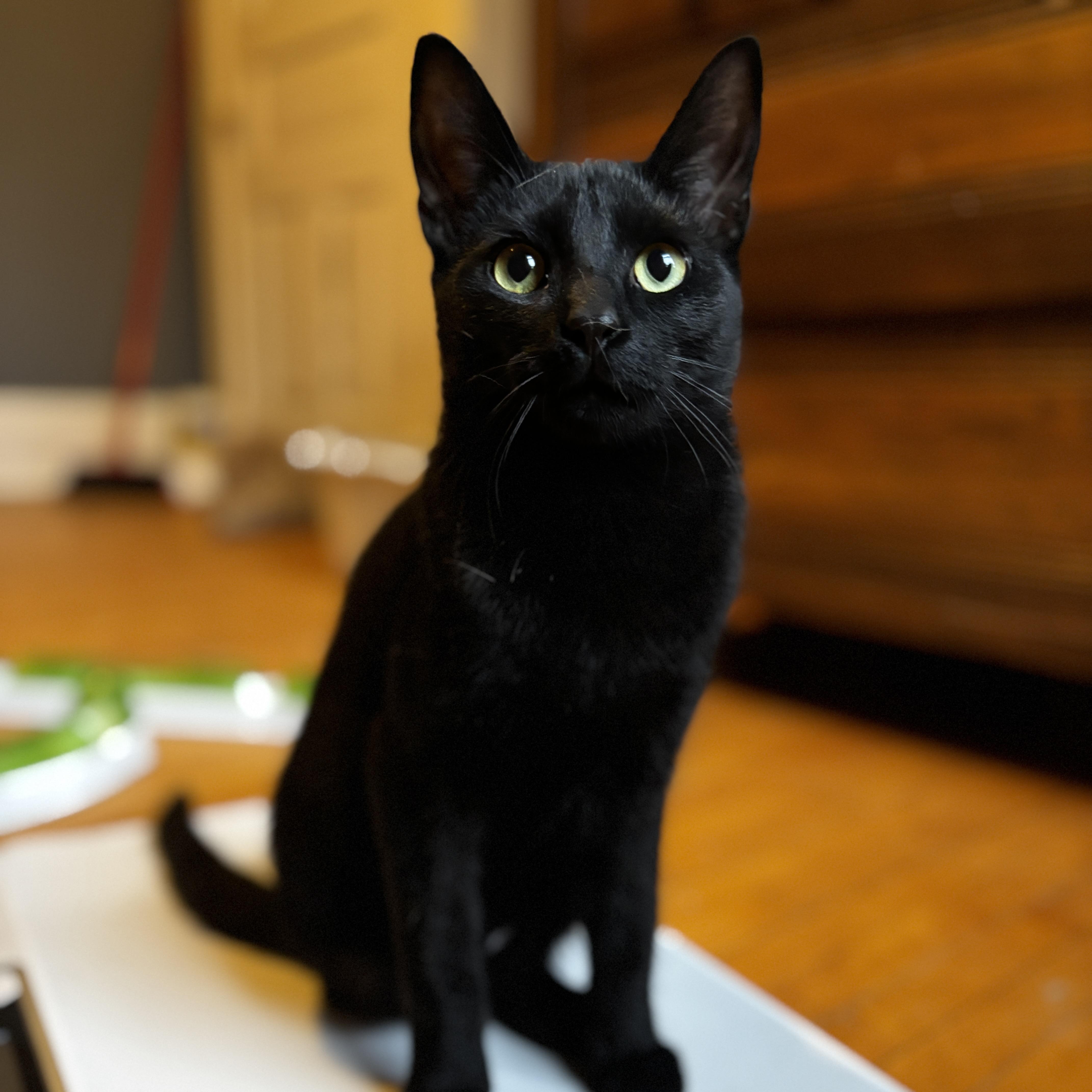 VADER, a Adoptable Domestic Short Hair in Shakespeare, ON image 2/5