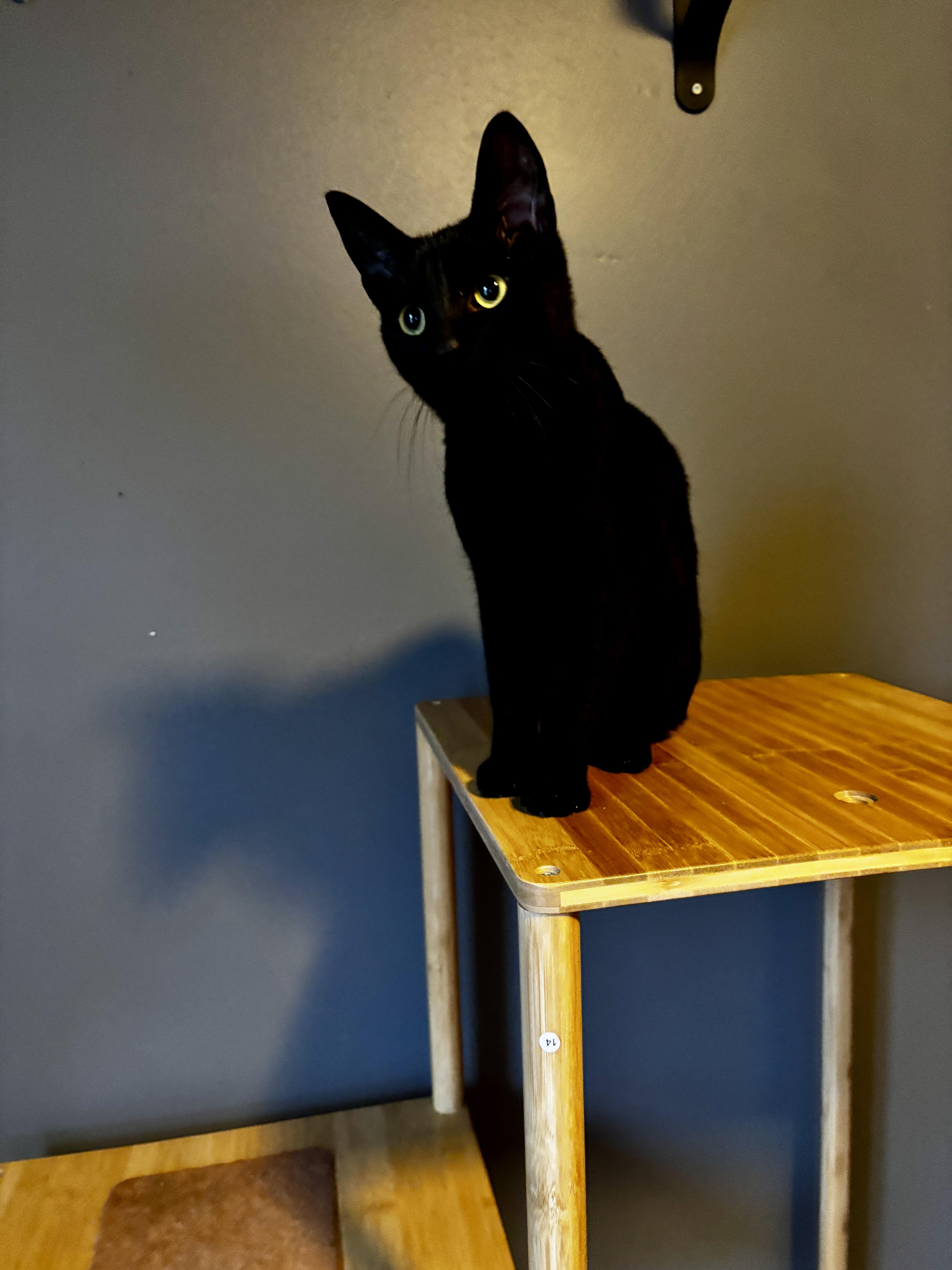 VADER, a Adoptable Domestic Short Hair in Shakespeare, ON image 3/5