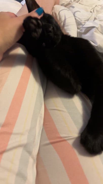 Enlarge VADER, a Adoptable Domestic Short Hair in Shakespeare, ON video 4/5