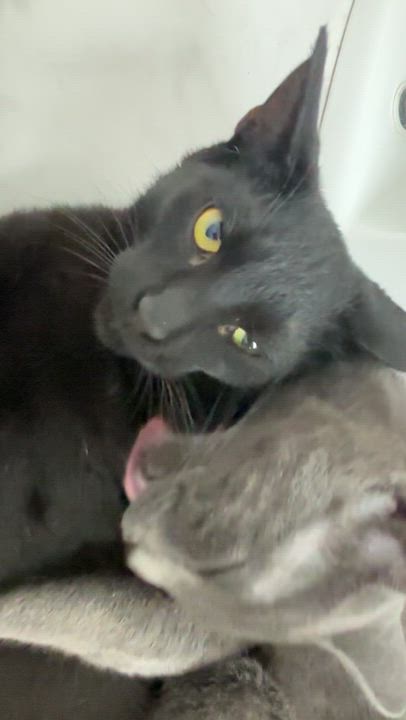 Enlarge VADER, a Adoptable Domestic Short Hair in Shakespeare, ON video 5/5