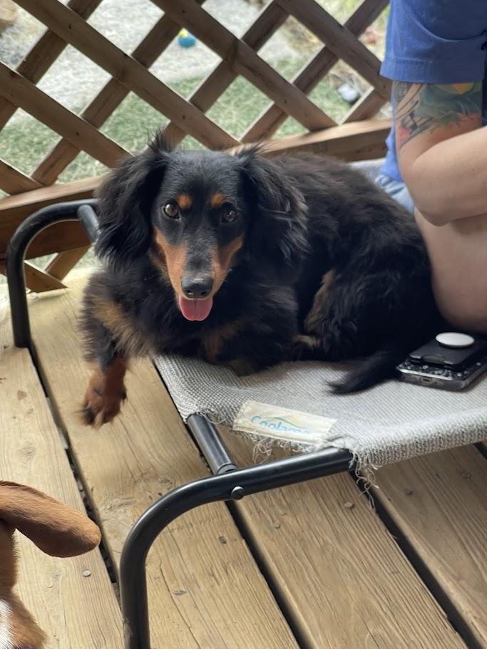 Orville, an adoptable Dachshund (Miniature Long Haired) in Leavenworth, KS image 4/5