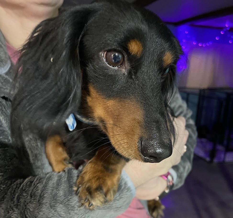 Orville, an adoptable Dachshund (Miniature Long Haired) in Leavenworth, KS image 3/5