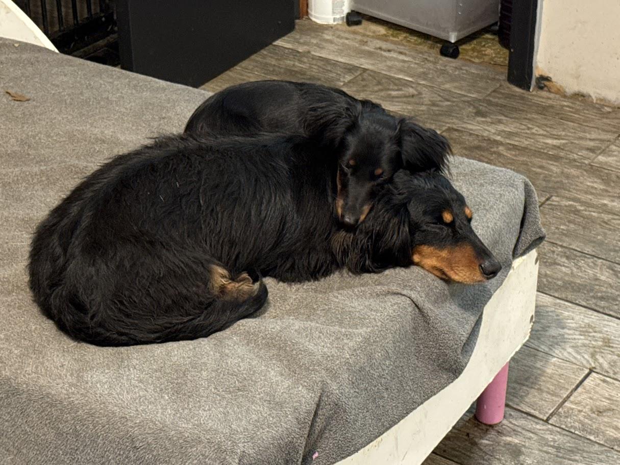 Orville, an adoptable Dachshund (Miniature Long Haired) in Leavenworth, KS image 5/5