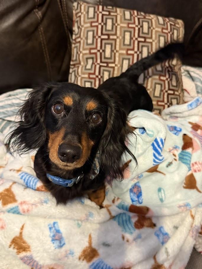 Orville, Adoptable, Young Male Dachshund (Miniature Long Haired).