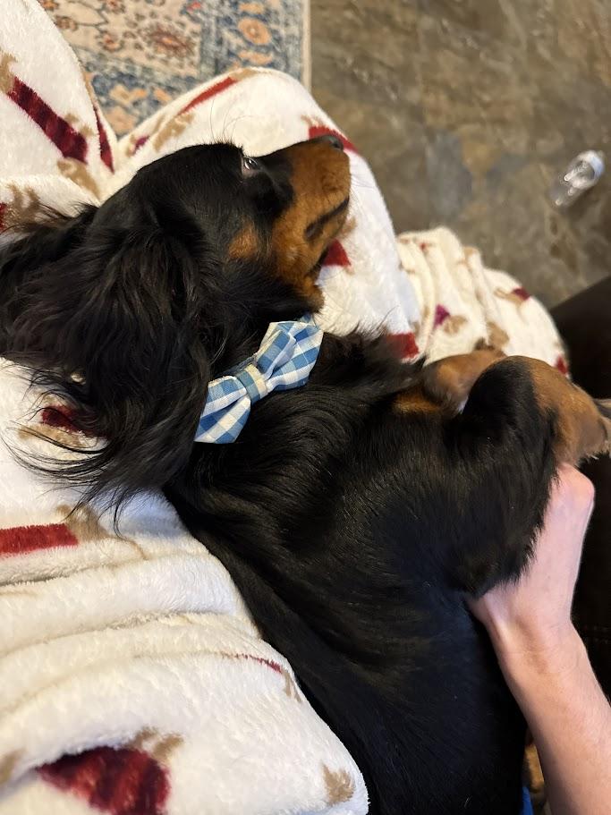 Orville, an adoptable Dachshund (Miniature Long Haired) in Leavenworth, KS image 2/5