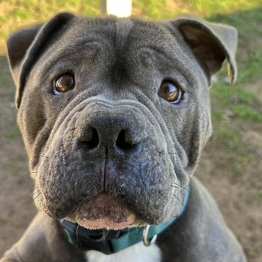 Nino, Adoptable, Adult Male Staffordshire Bull Terrier.
