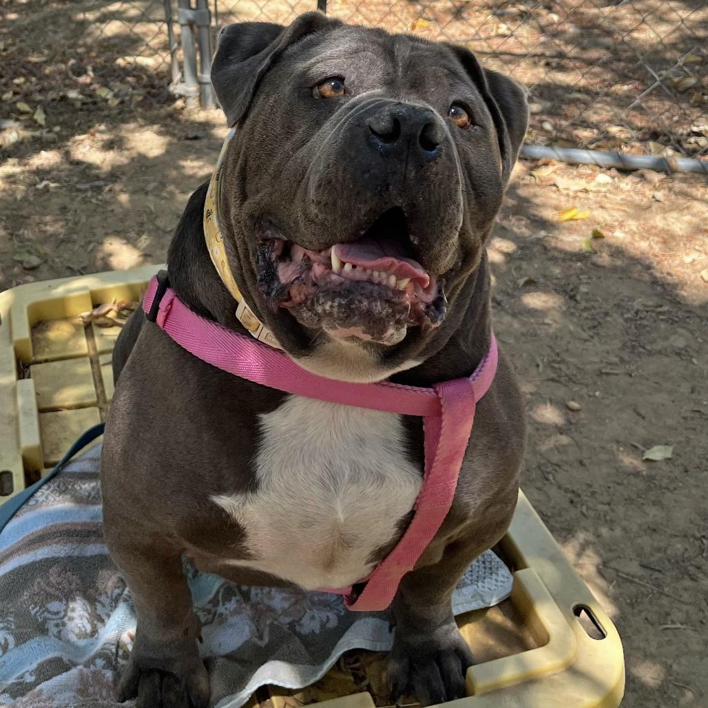 Nino, a Adoptable Staffordshire Bull Terrier in Ojai, CA image 2/5