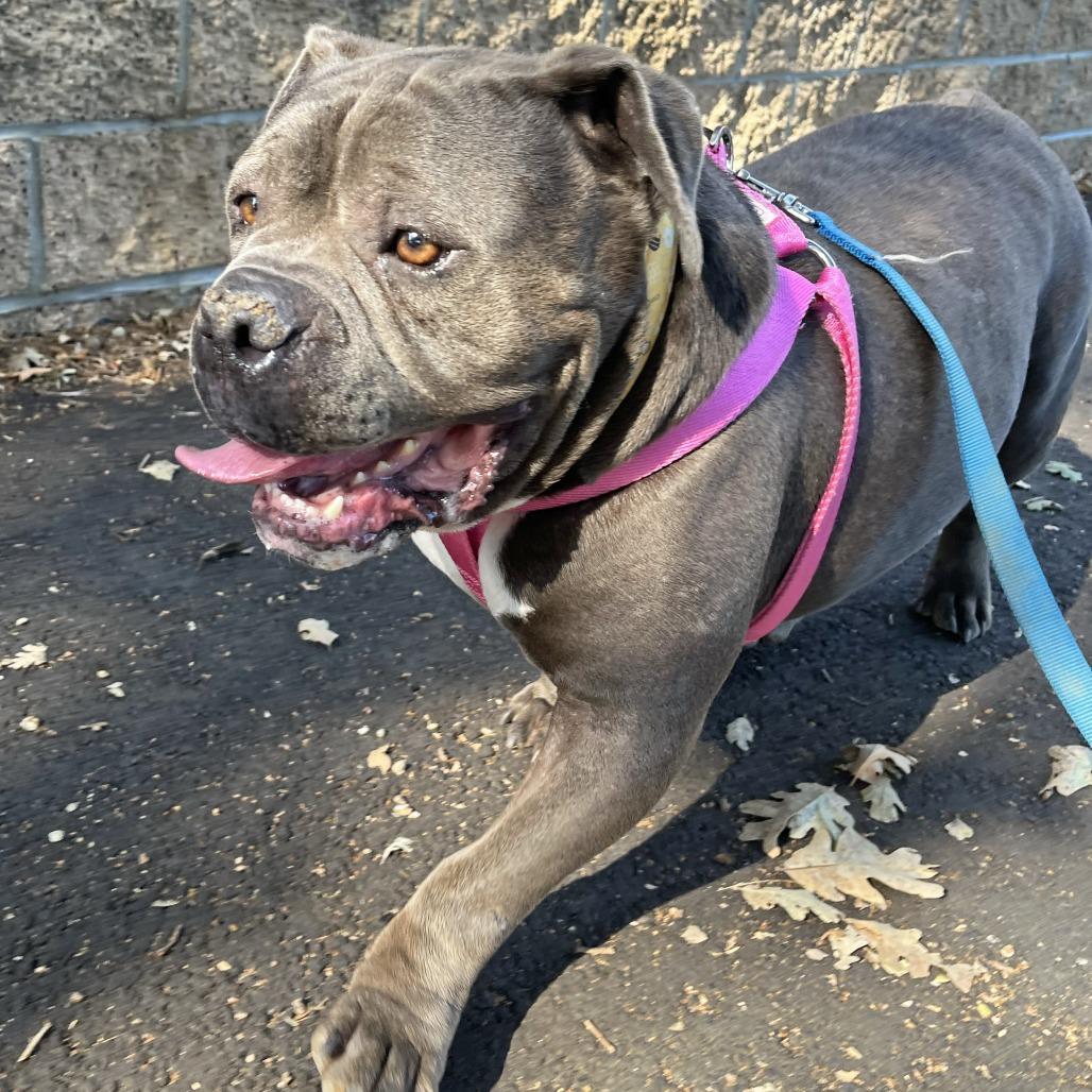 Nino, a Adoptable Staffordshire Bull Terrier in Ojai, CA image 3/5