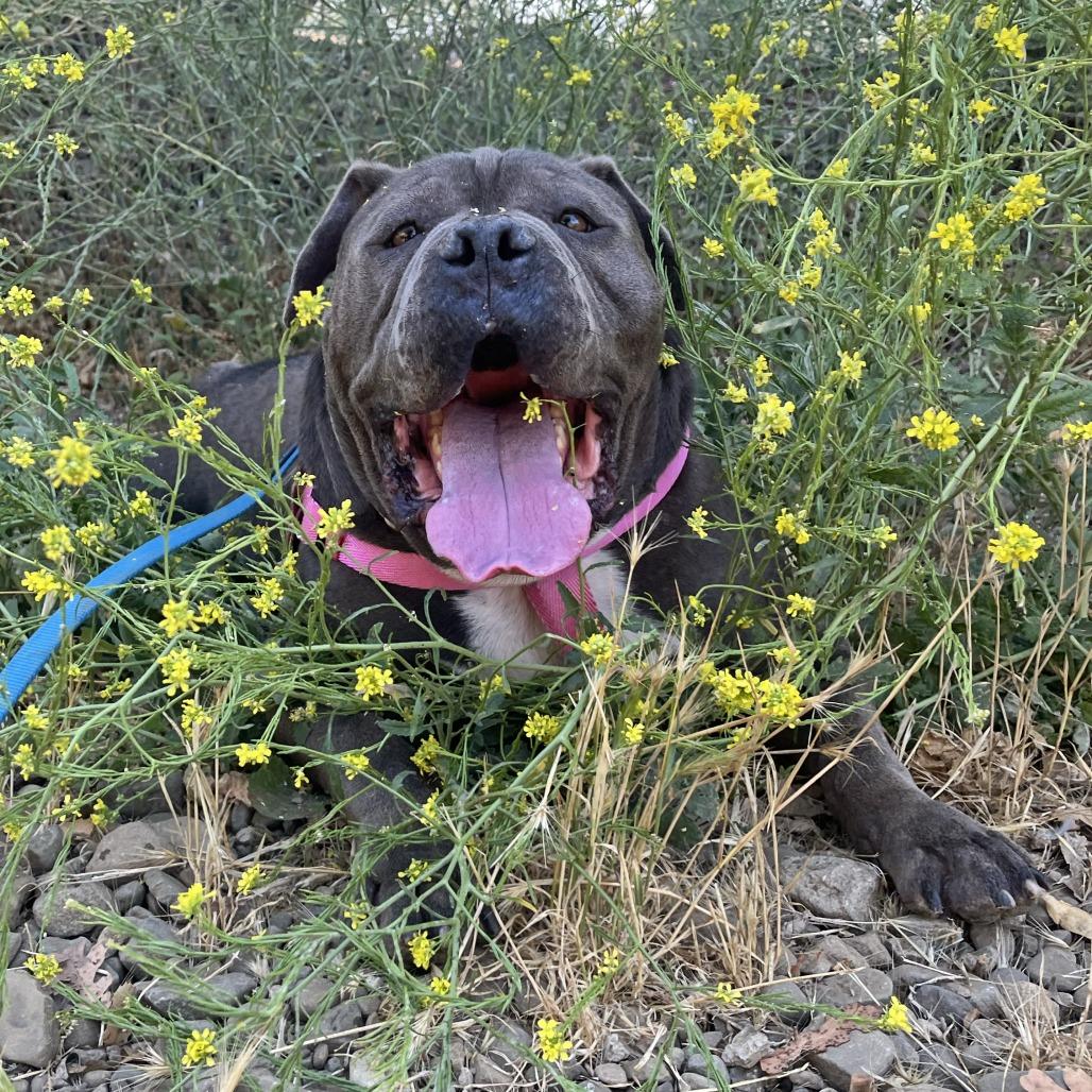 Nino, a Adoptable Staffordshire Bull Terrier in Ojai, CA image 4/5
