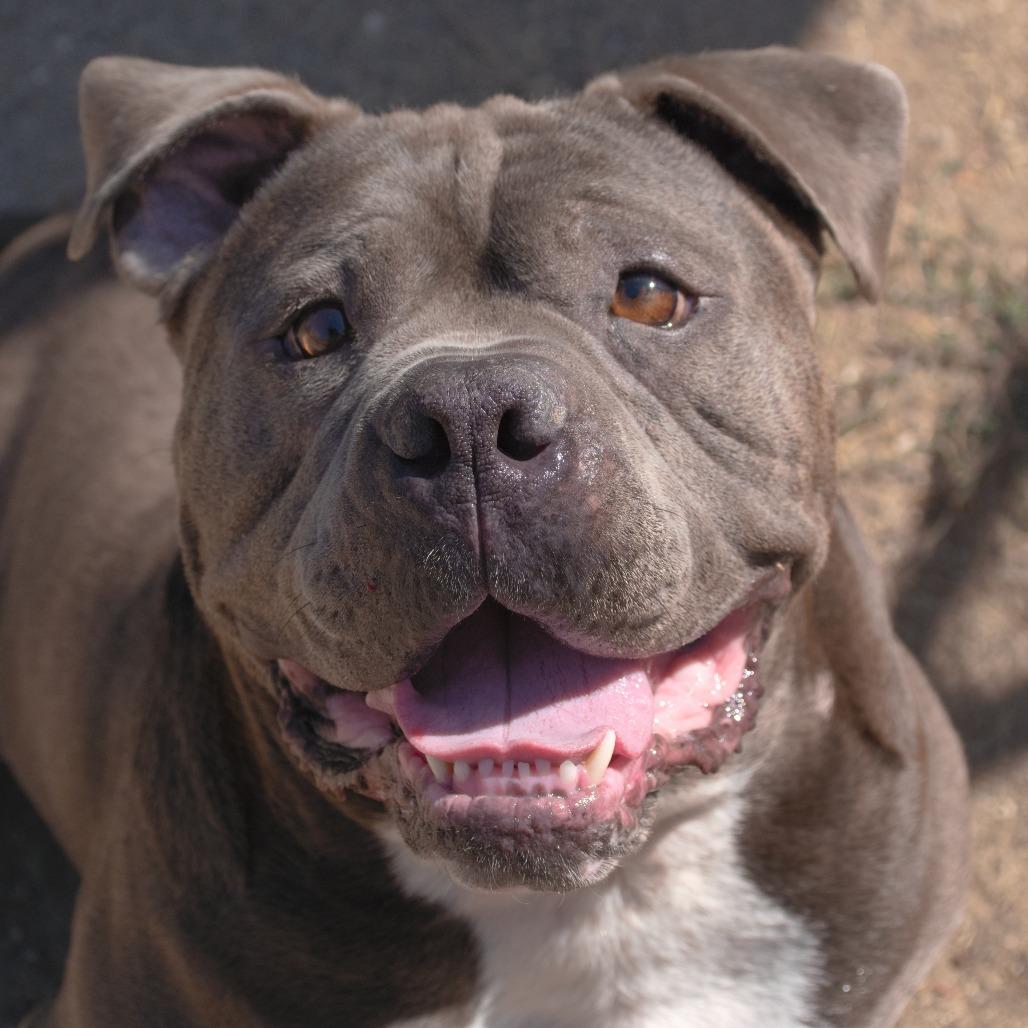 Nino, a Adoptable Staffordshire Bull Terrier in Ojai, CA image 5/5