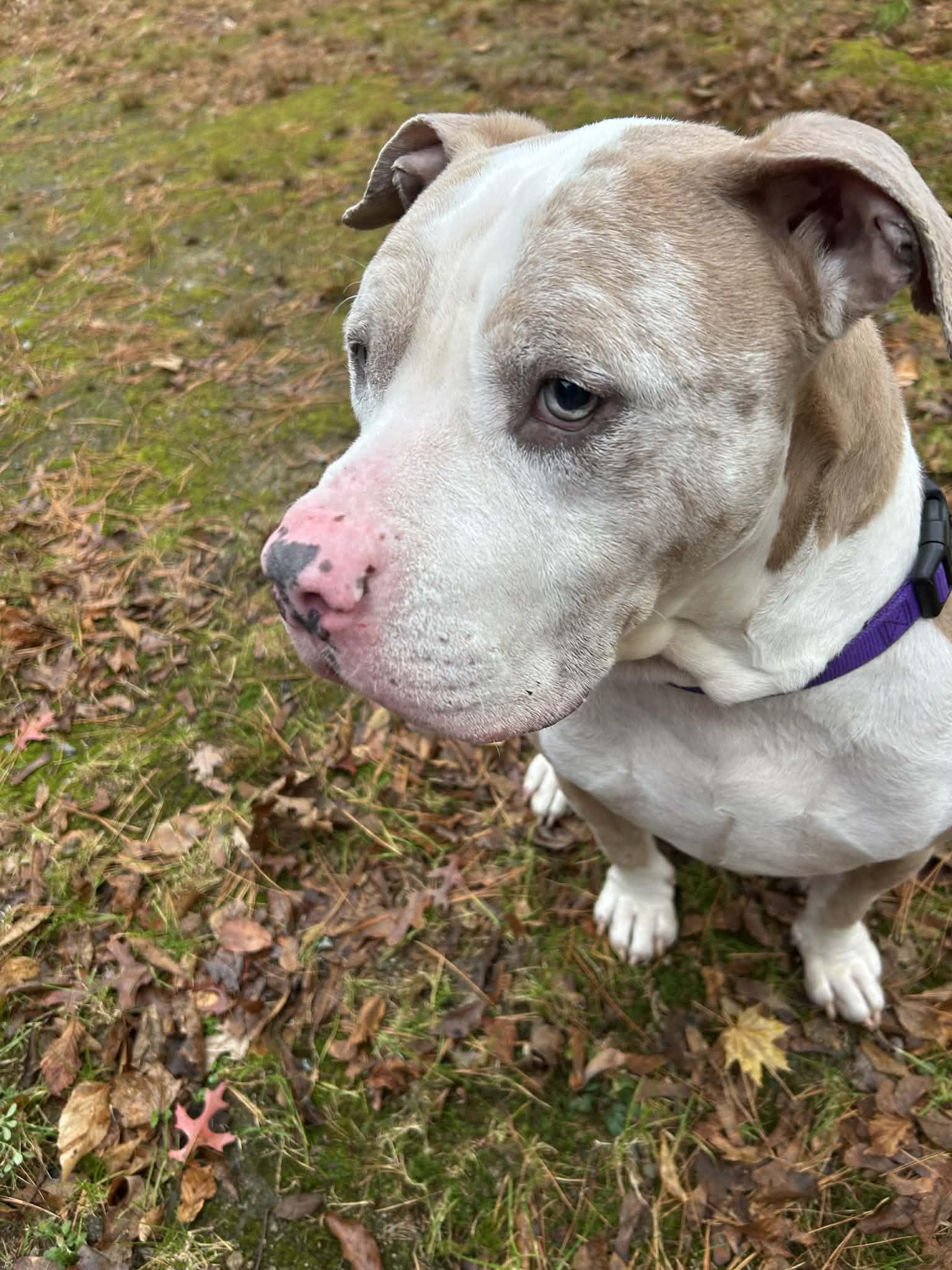 King, a Adoptable mixed breed in Acushnet, MA image 1/5