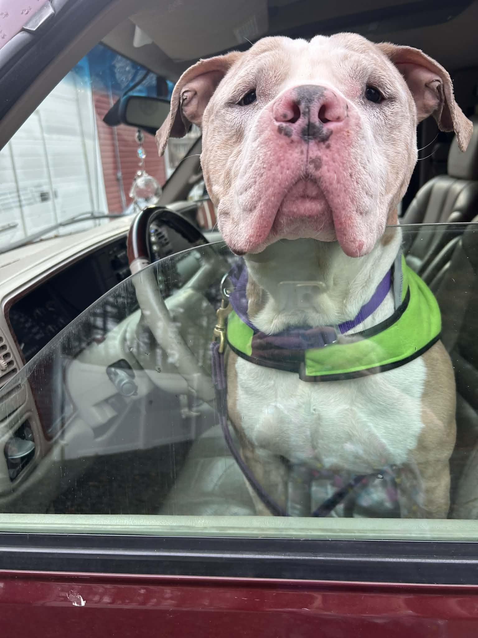 King, a Adoptable mixed breed in Acushnet, MA image 2/5