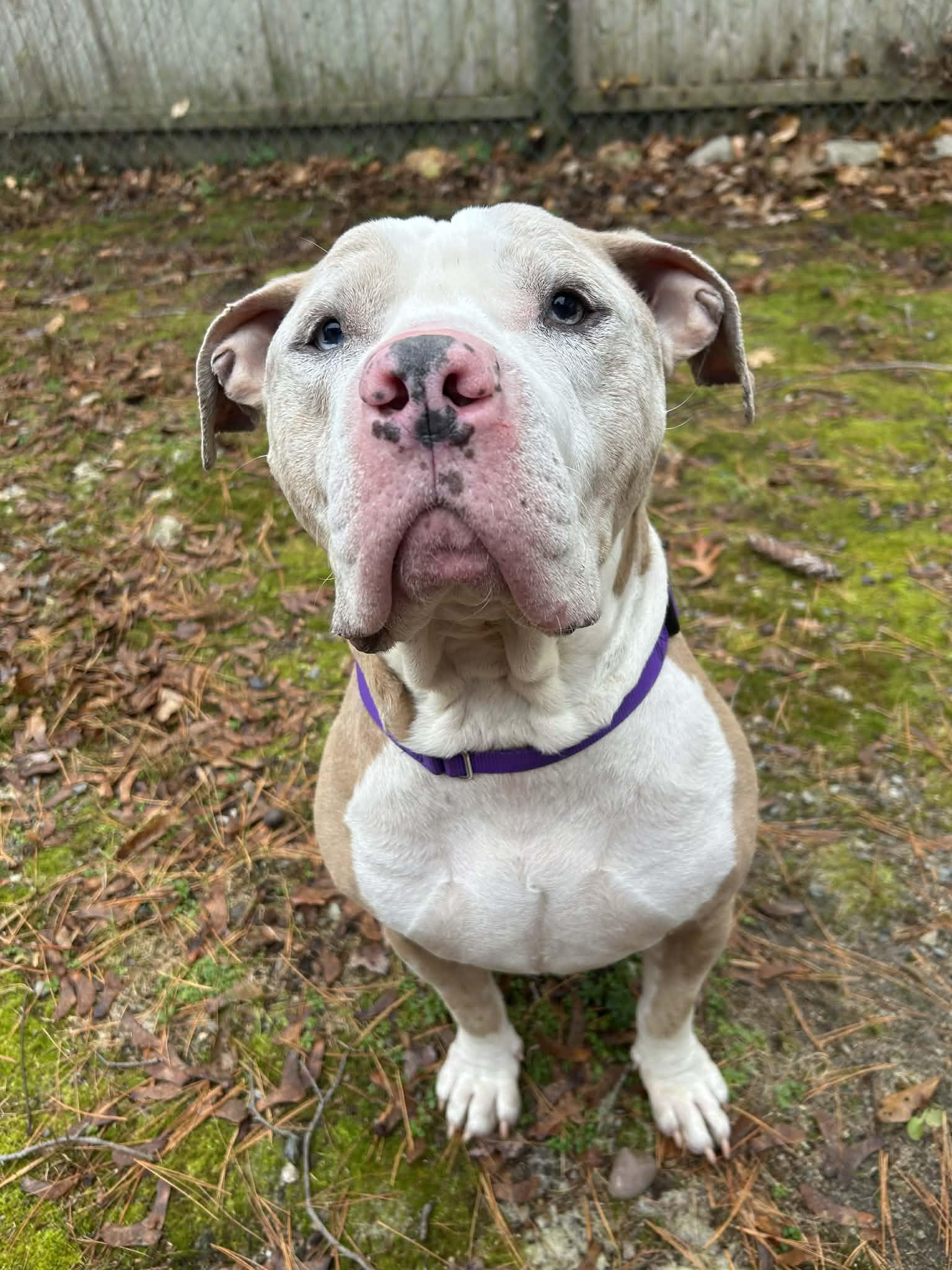 King, a Adoptable mixed breed in Acushnet, MA image 3/5