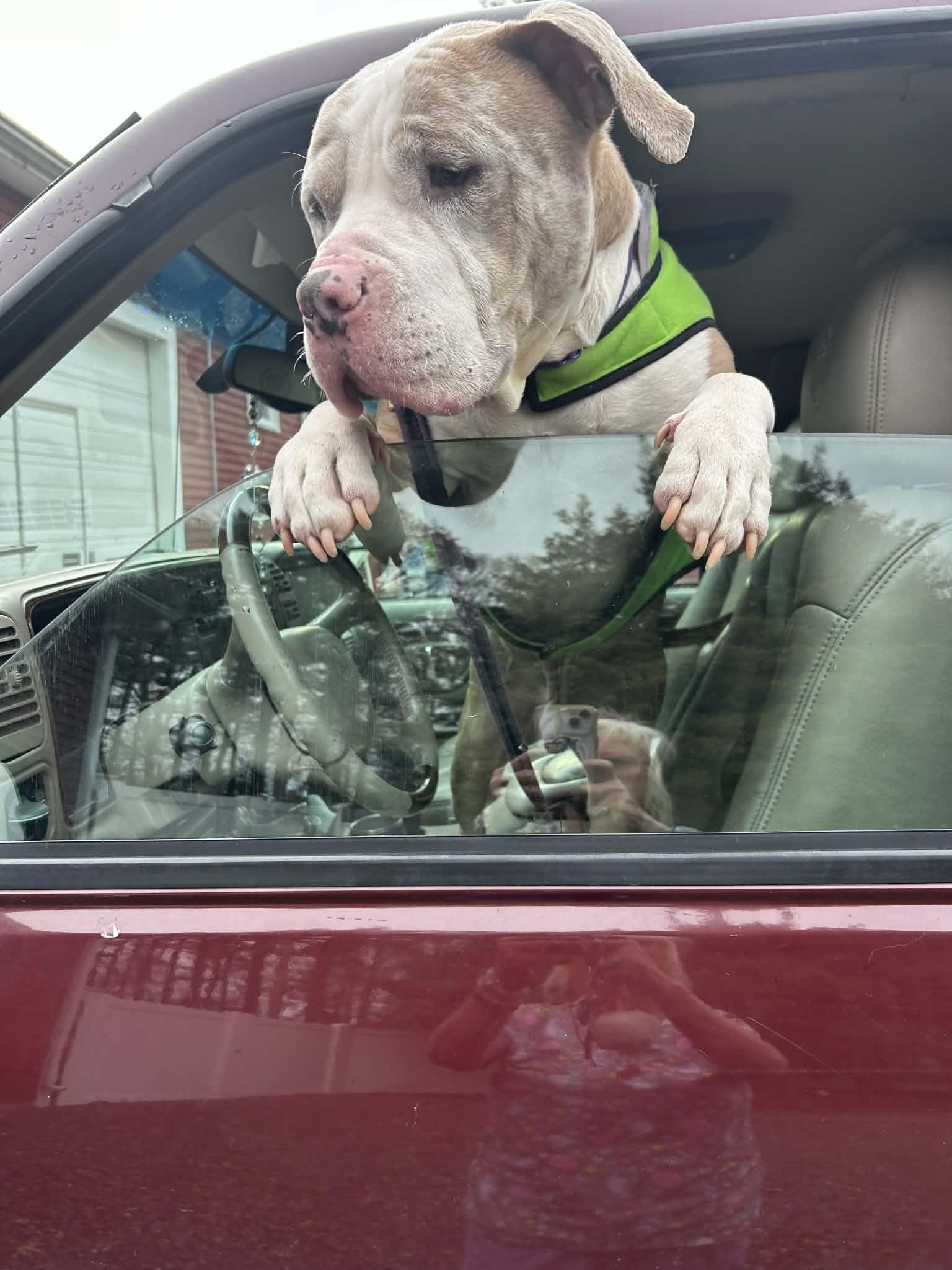 King, a Adoptable mixed breed in Acushnet, MA image 4/5